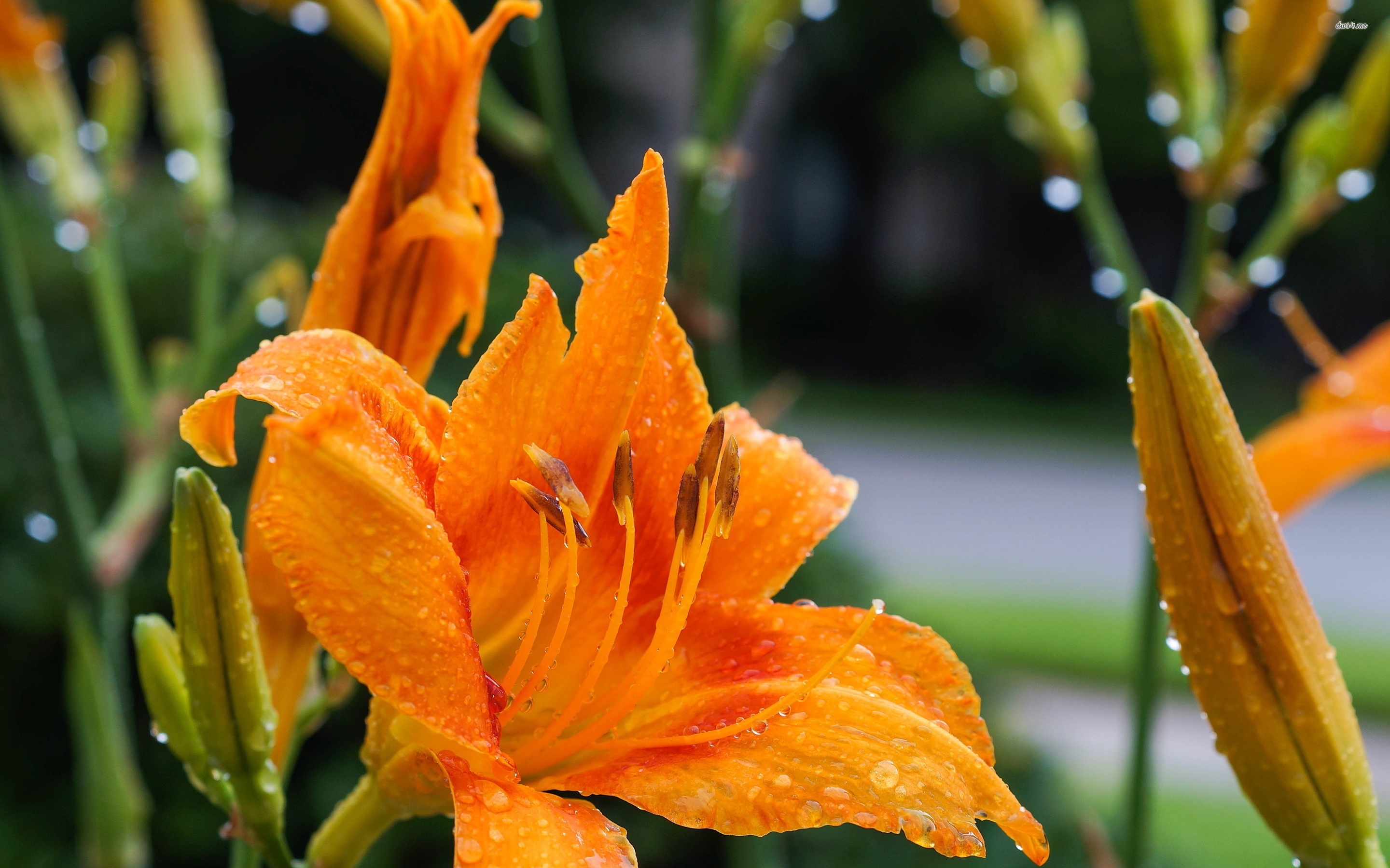 Orange lily with water drops wallpaper wallpaper