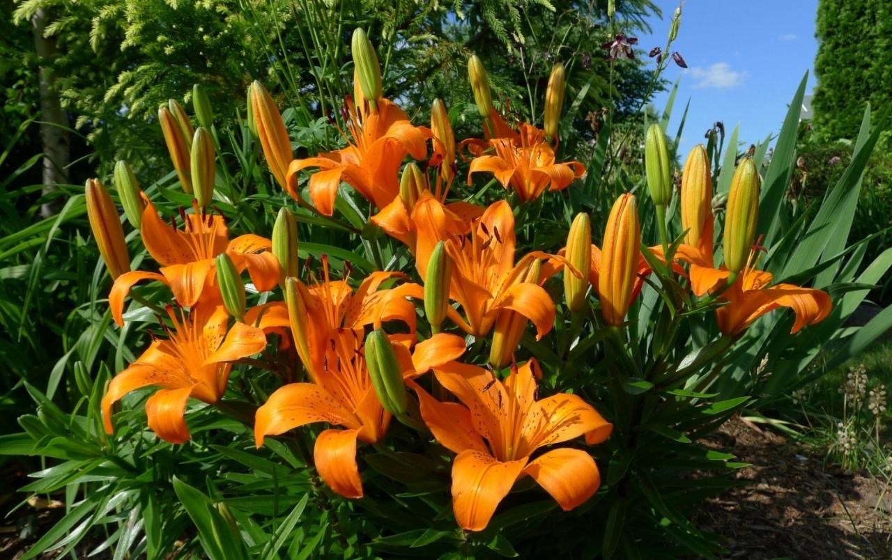 Orange Lilies wallpaper. Orange Lilies