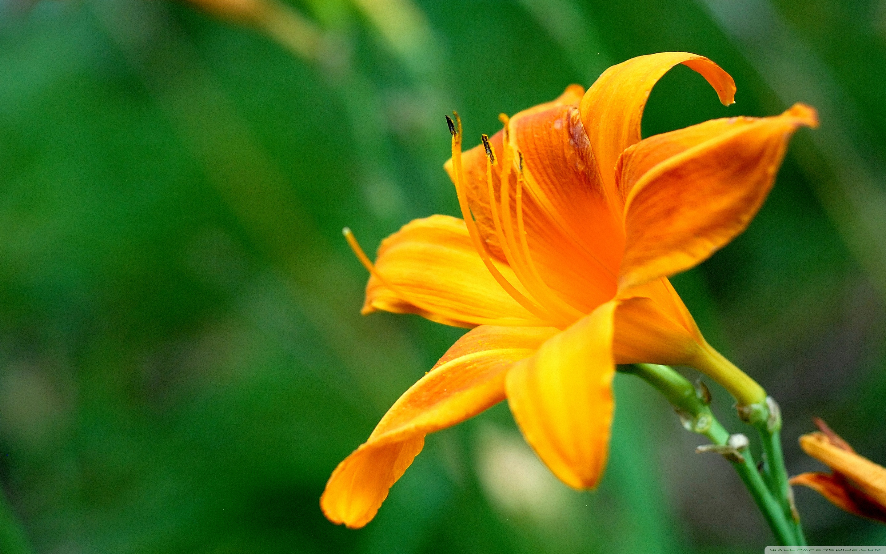Beautiful Orange Lily Flower ❤ 4K HD Desktop Wallpaper