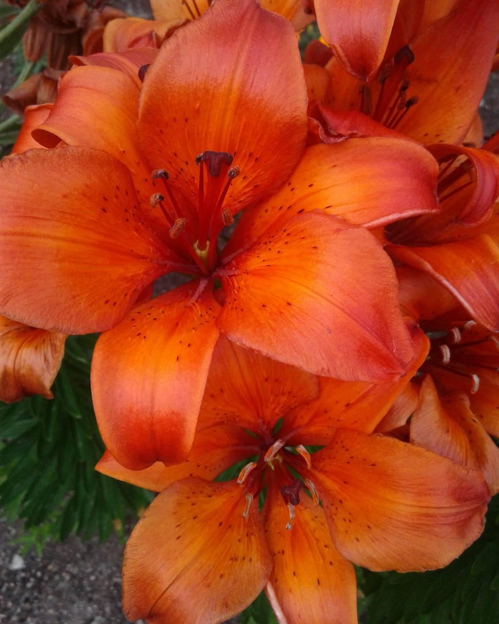 Orange Lily Wallpaper