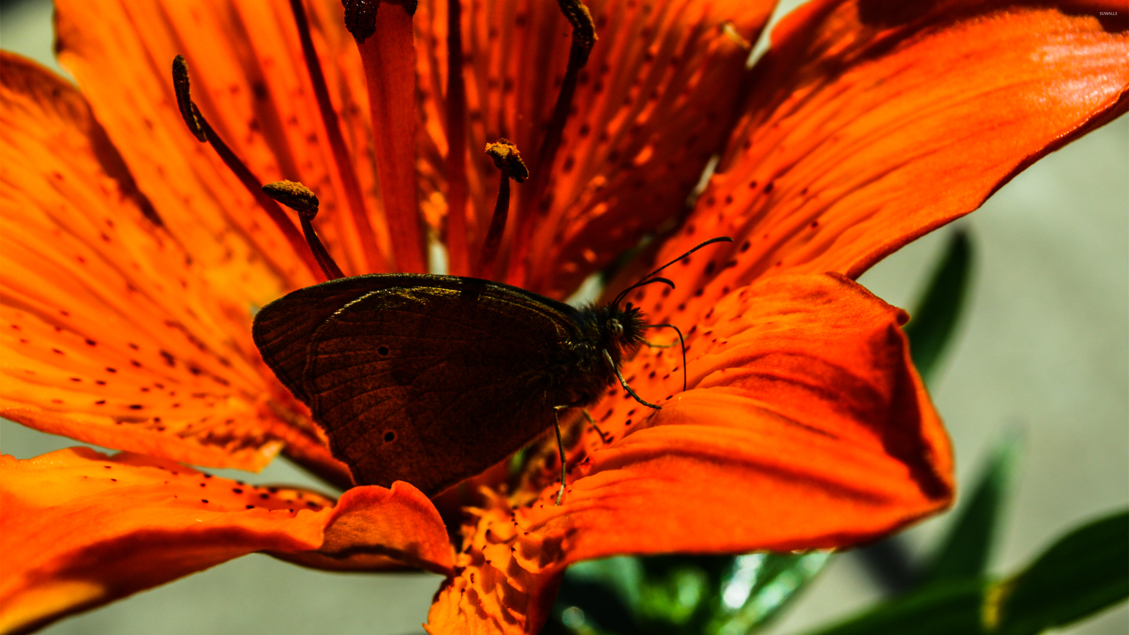 Brown butterfly on an orange lily wallpaper