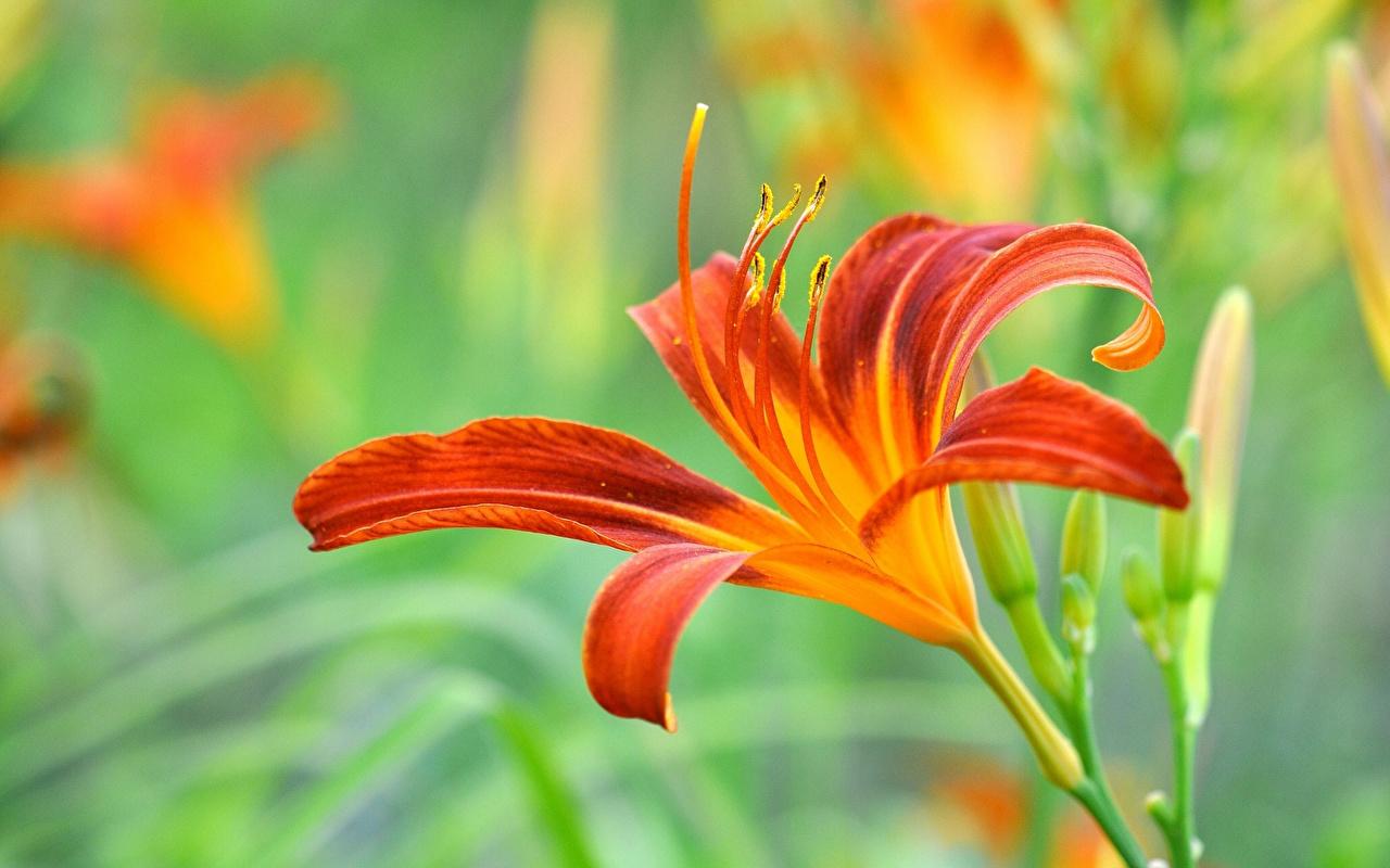 image Orange Lilies flower Closeup