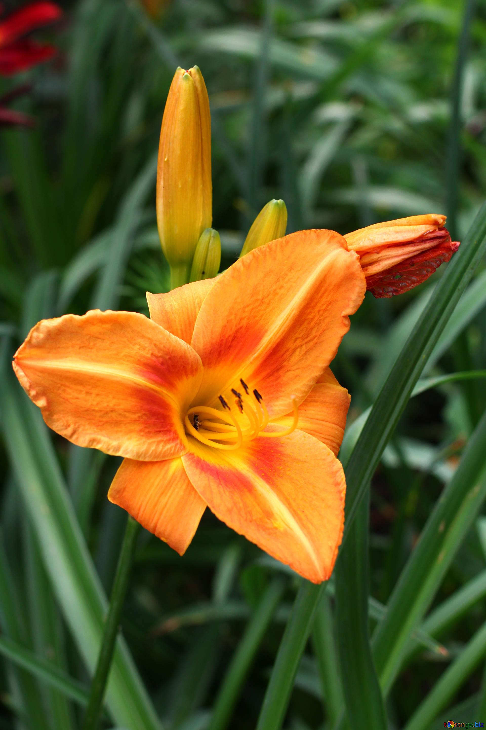 Yellow lilies orange lily summer № 46814