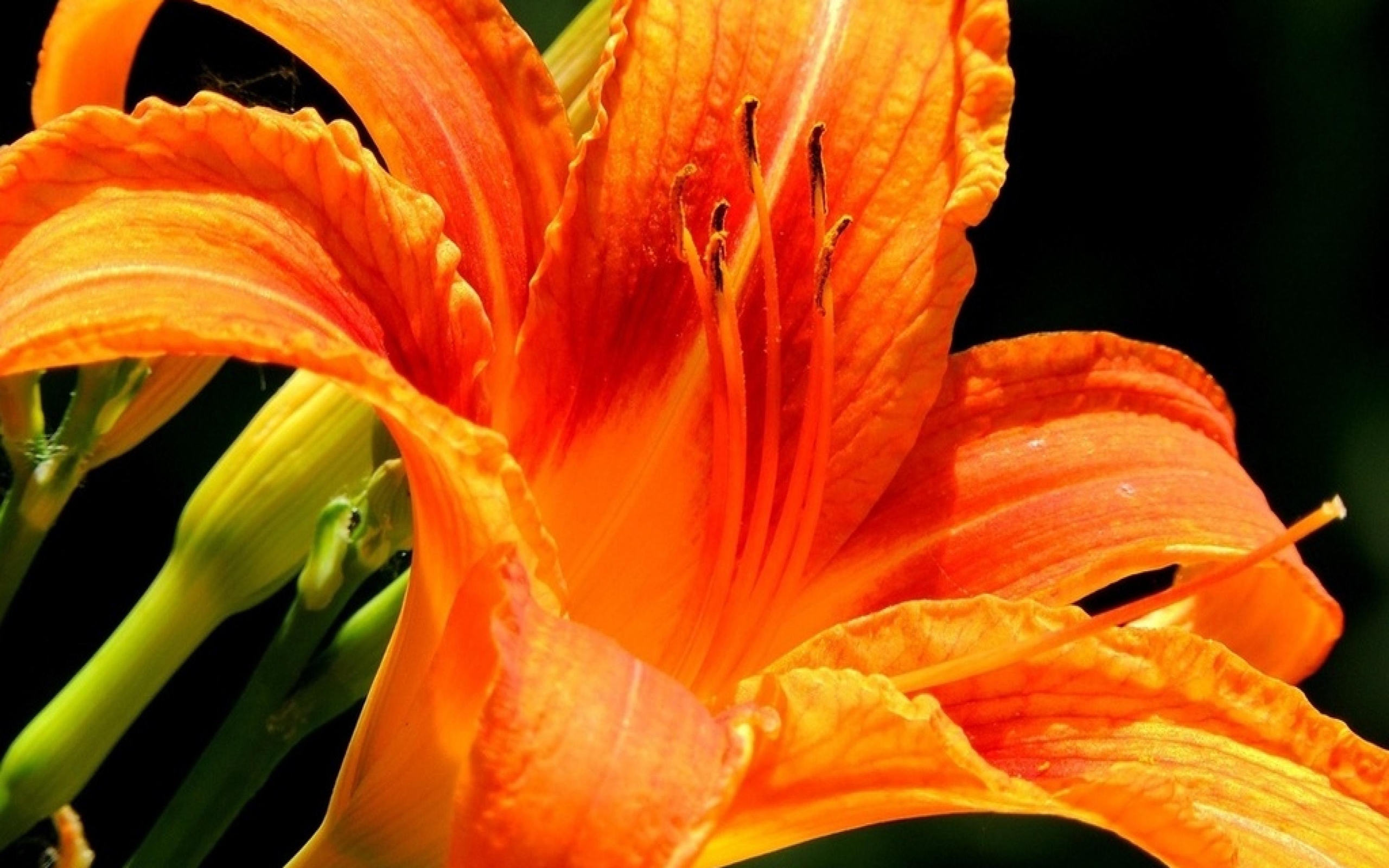 Orange Lily Flower Bright Bud Nature Ultra 2560x1600 HD