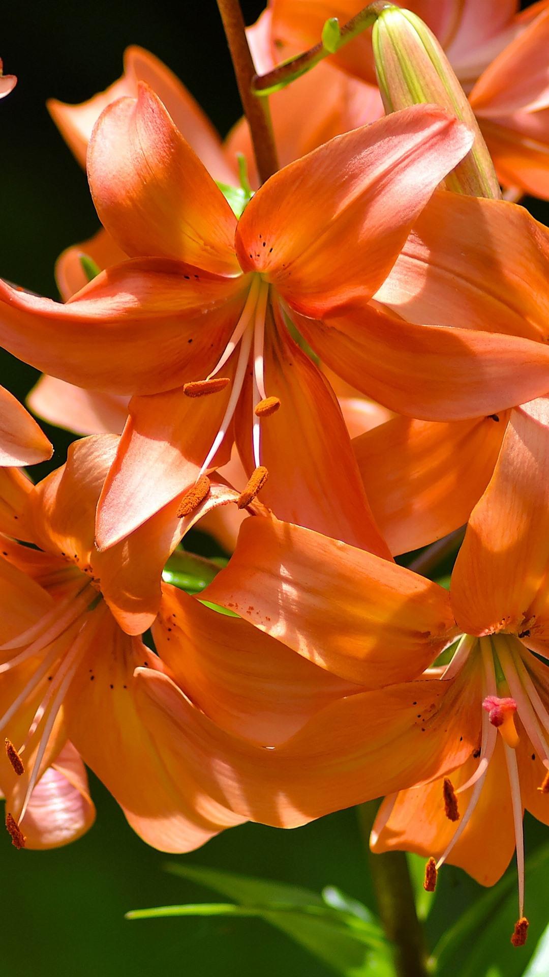 Tiger Lily, Orange Flowers, Petals 1080x1920 IPhone 8 7 6 6S