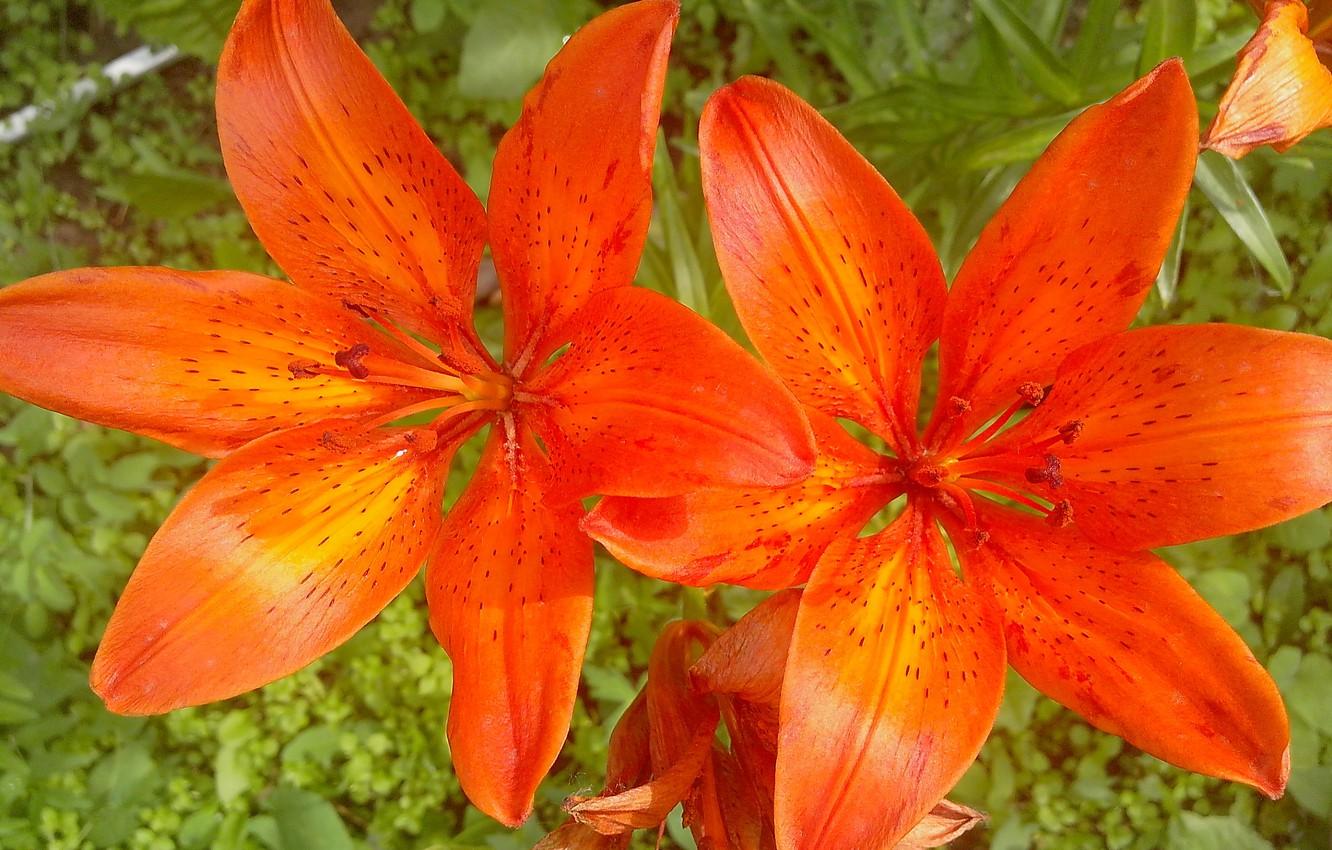 Wallpaper flowers, orange, Lily image for desktop, section