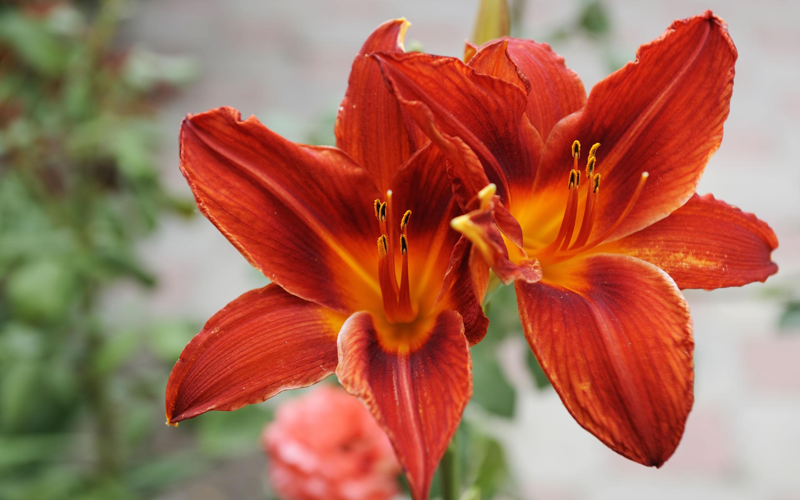 Lily Flowers Wallpaper HD 50638 2560x1600px