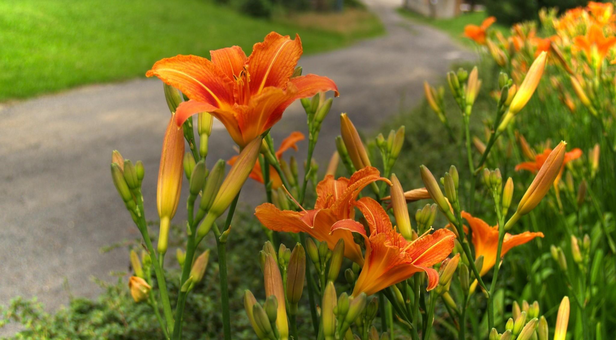 Selective focus photography of orange and yellow lily
