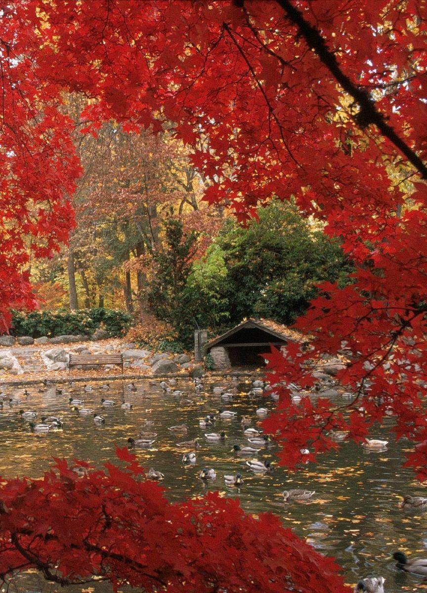 Lithia Park in Autumn, Ashland, Oregon The Best Vacation Town In America!. Van Nuys New. Desktop wallpaper fall, Fall desktop background, Nature photography