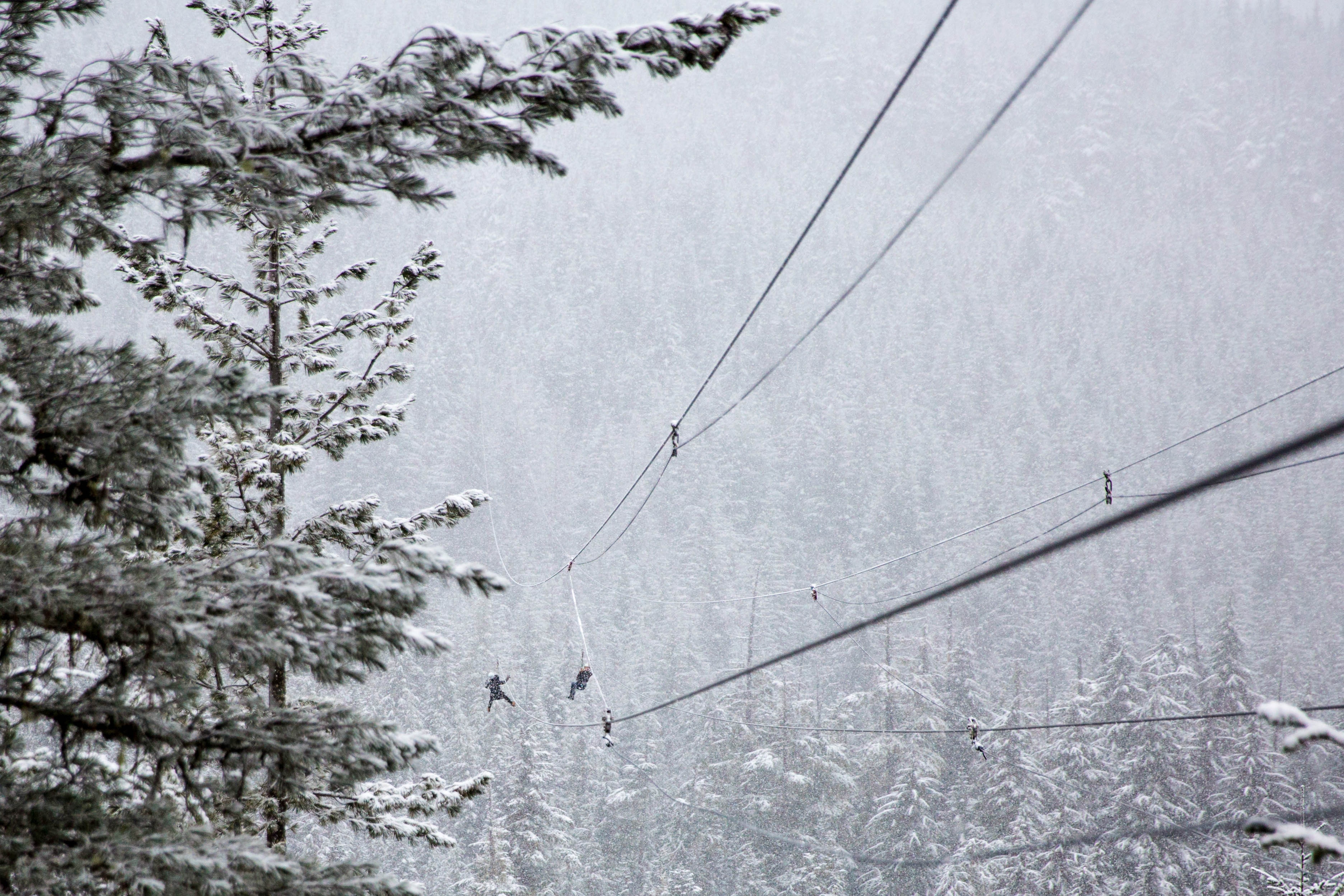 royalty free zipline image