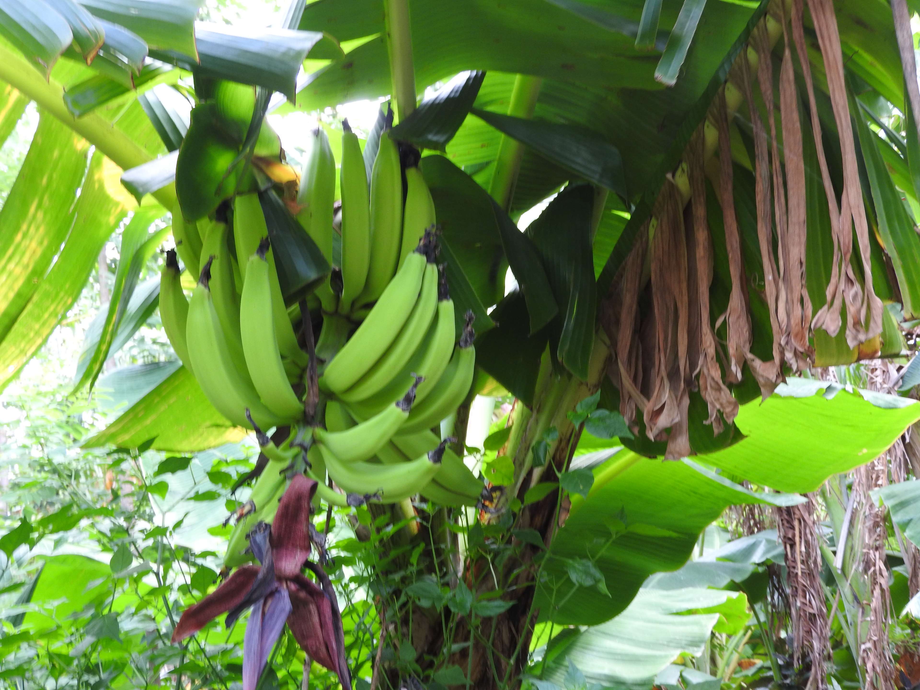 banana, banana trees, isla dometepe, nicaragua, tree