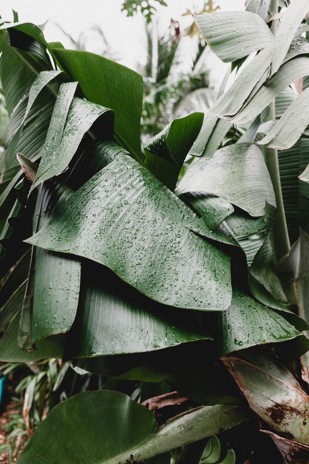 Banana Tree Picture. Download Free Image