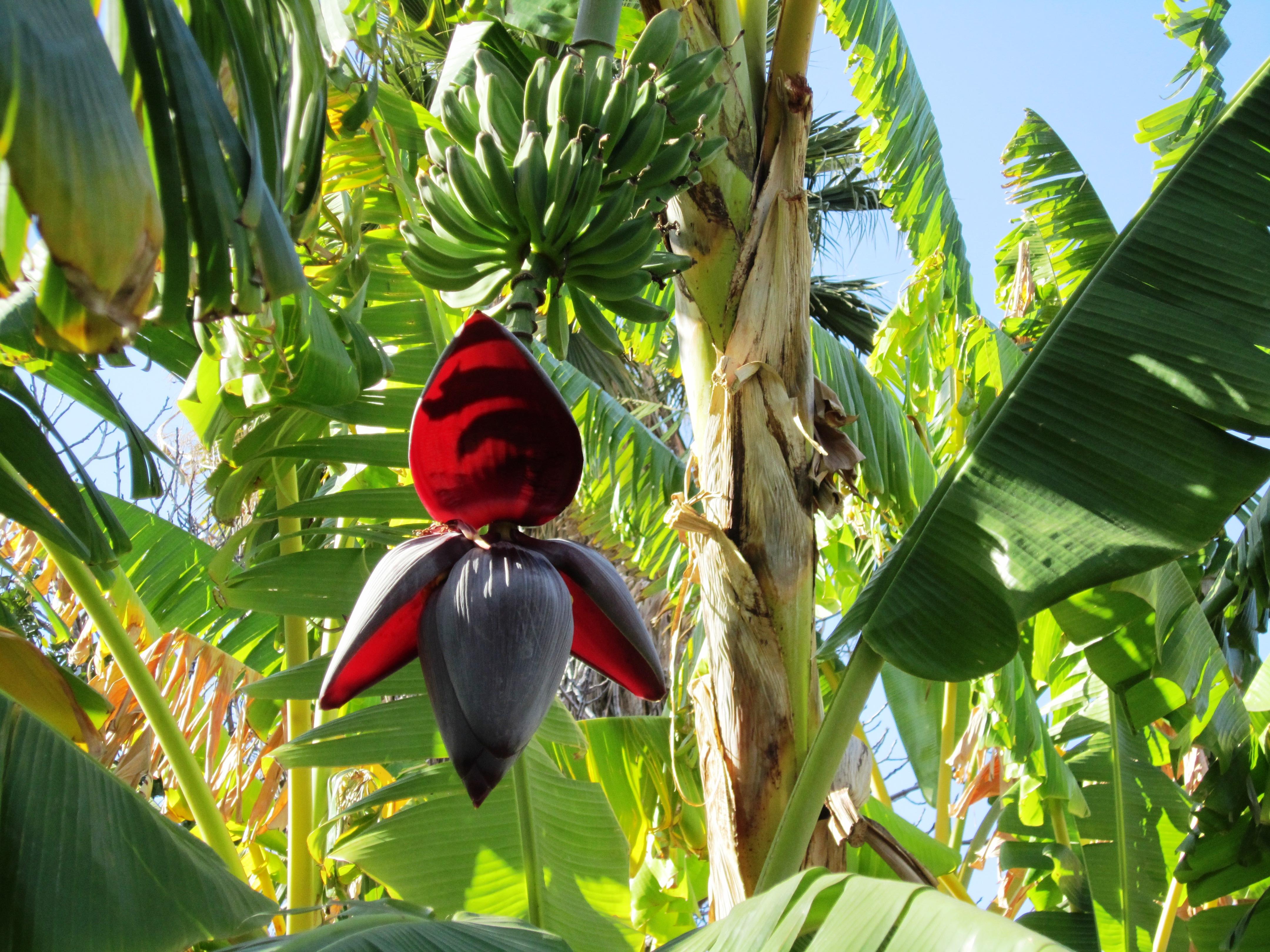 Free download Related Article Banana Tree Picture