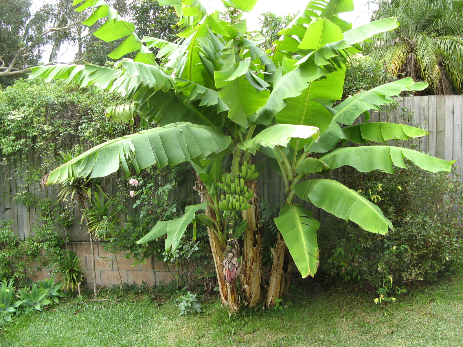 Free download Banana Plant Image Banana plants 1600x1200