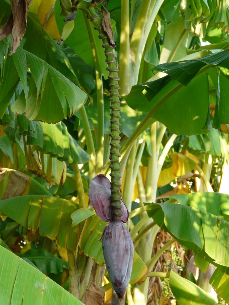 green banana tree free image