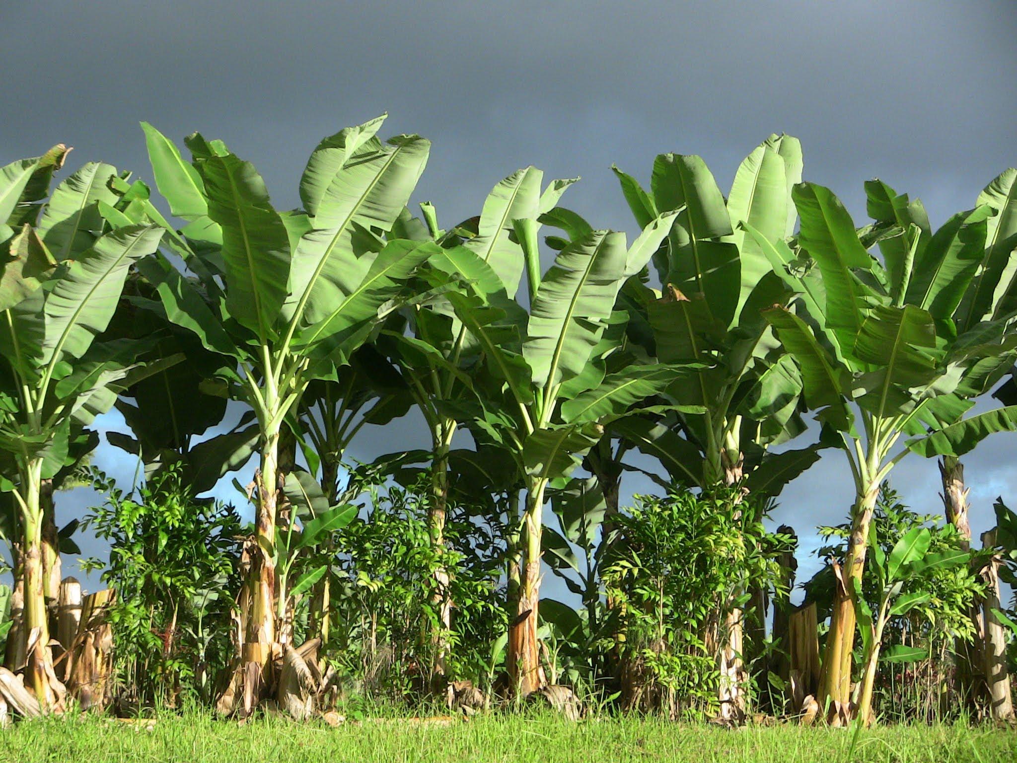 Banana Tree Wallpapers Wallpaper Cave