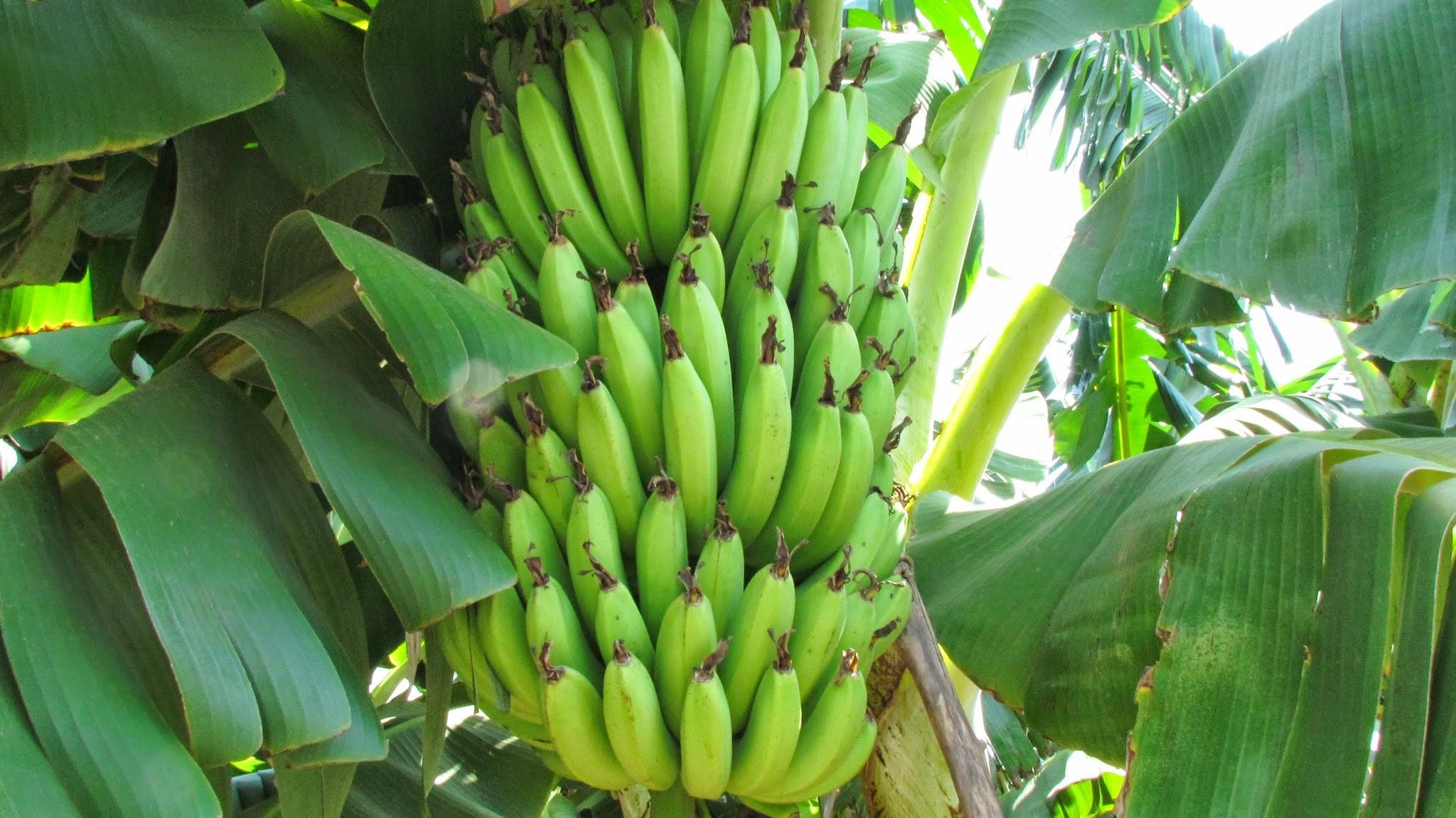 Banana Tree, India