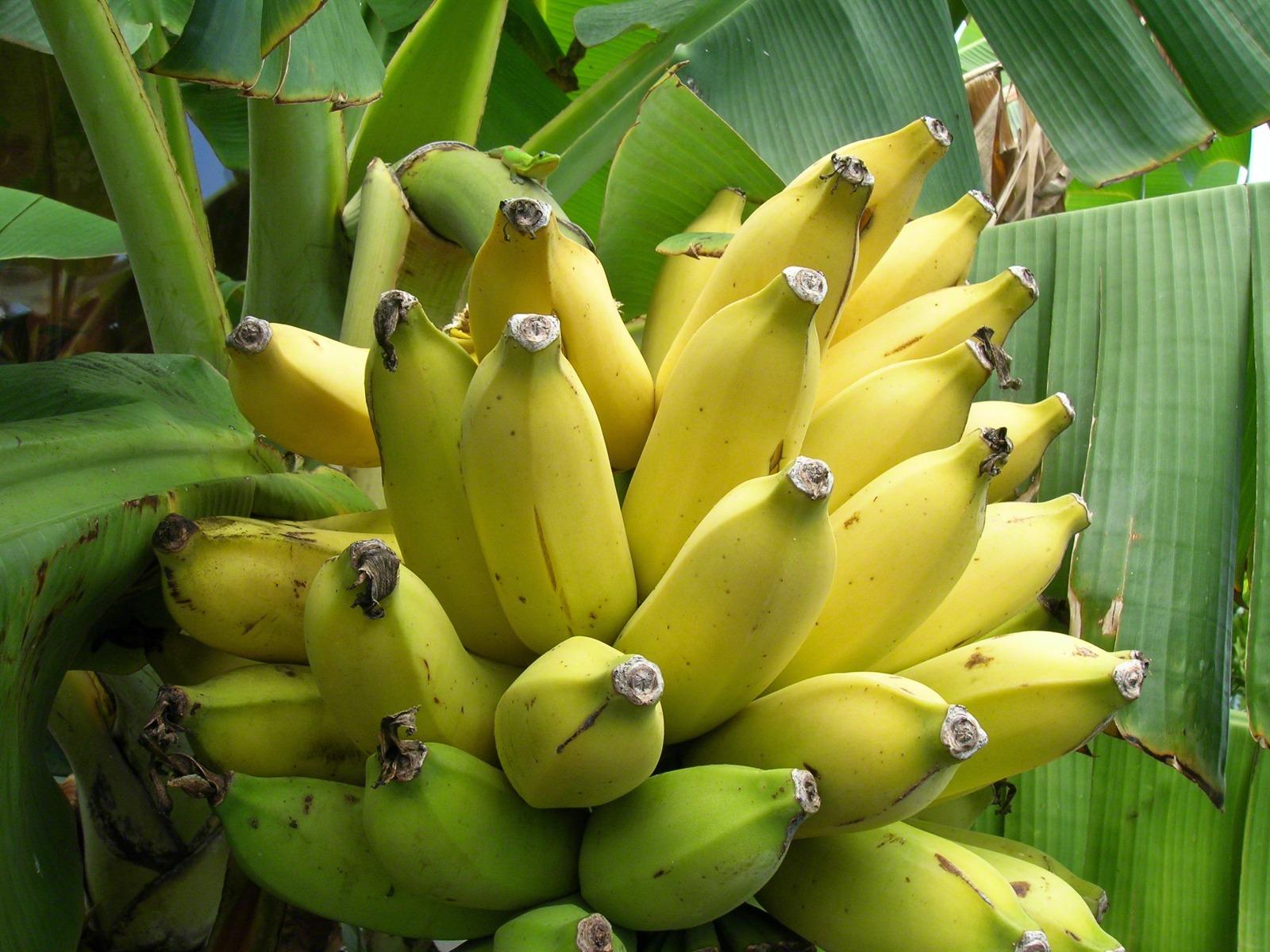 Free download Yellow Banana Tree Picture Mobile tablet