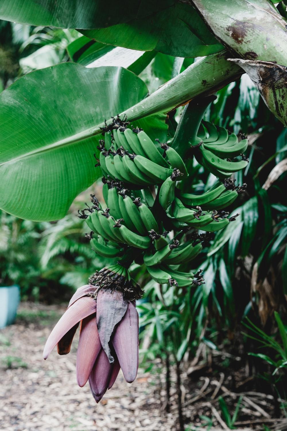 green banana plant photo