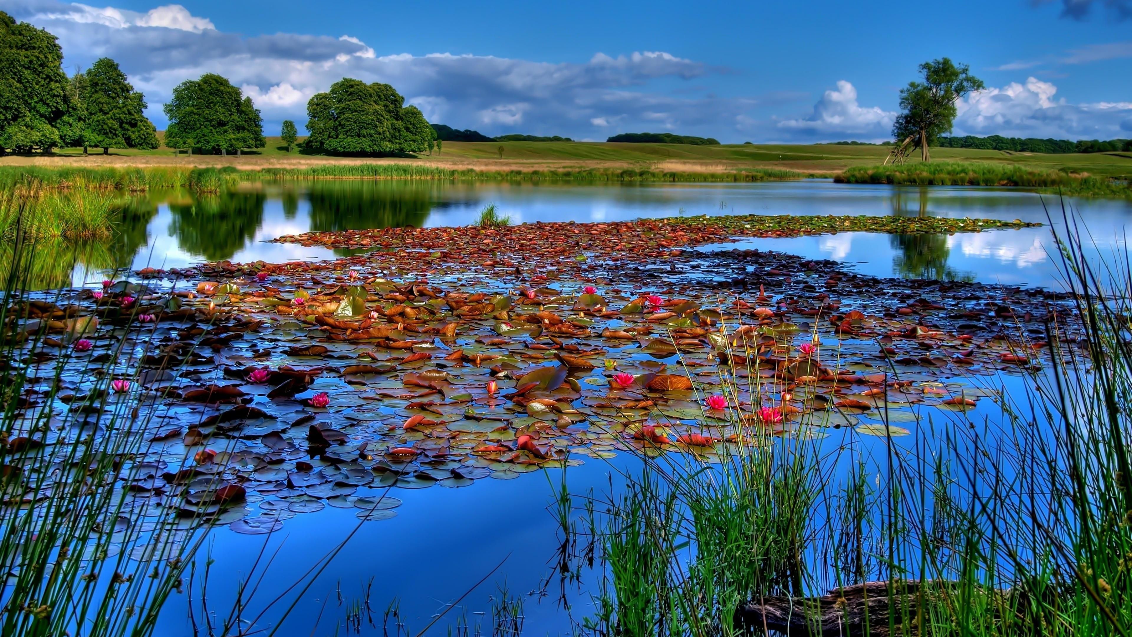 lily lake beautiful landscape 4k ultra HD wallpaper