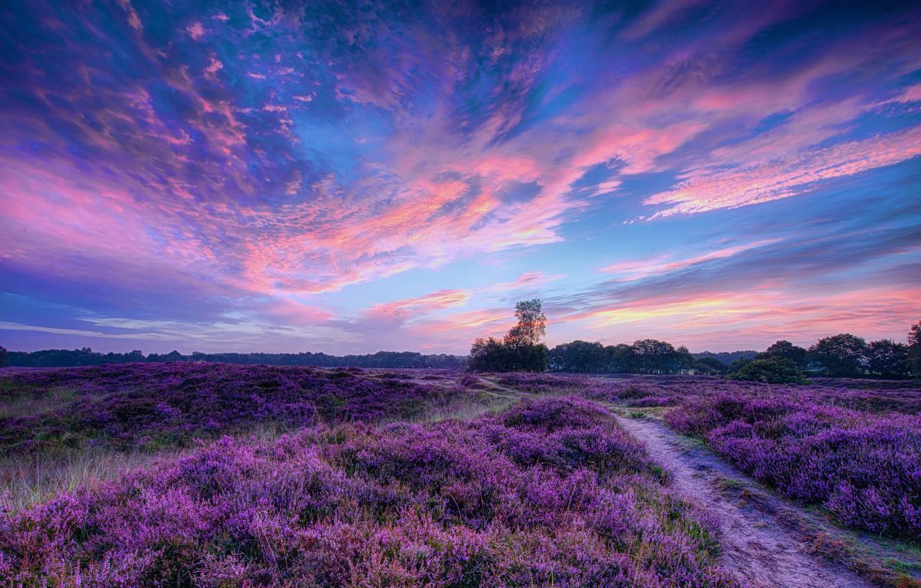 Wallpaper field, the sky, clouds, trees, sunset, flowers