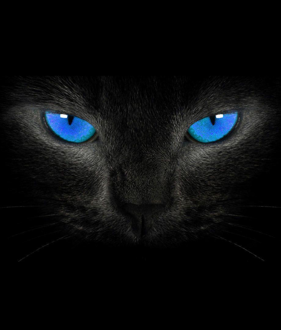 Blue eye's cat. Cats, Cat wallpaper, Blue cats
