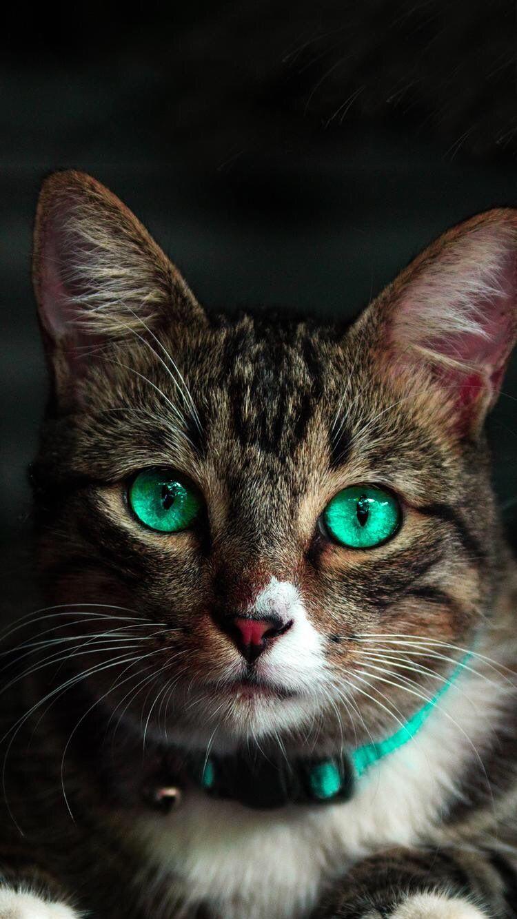 iPhone and Android Wallpaper: Green Eyed Cat Wallpaper