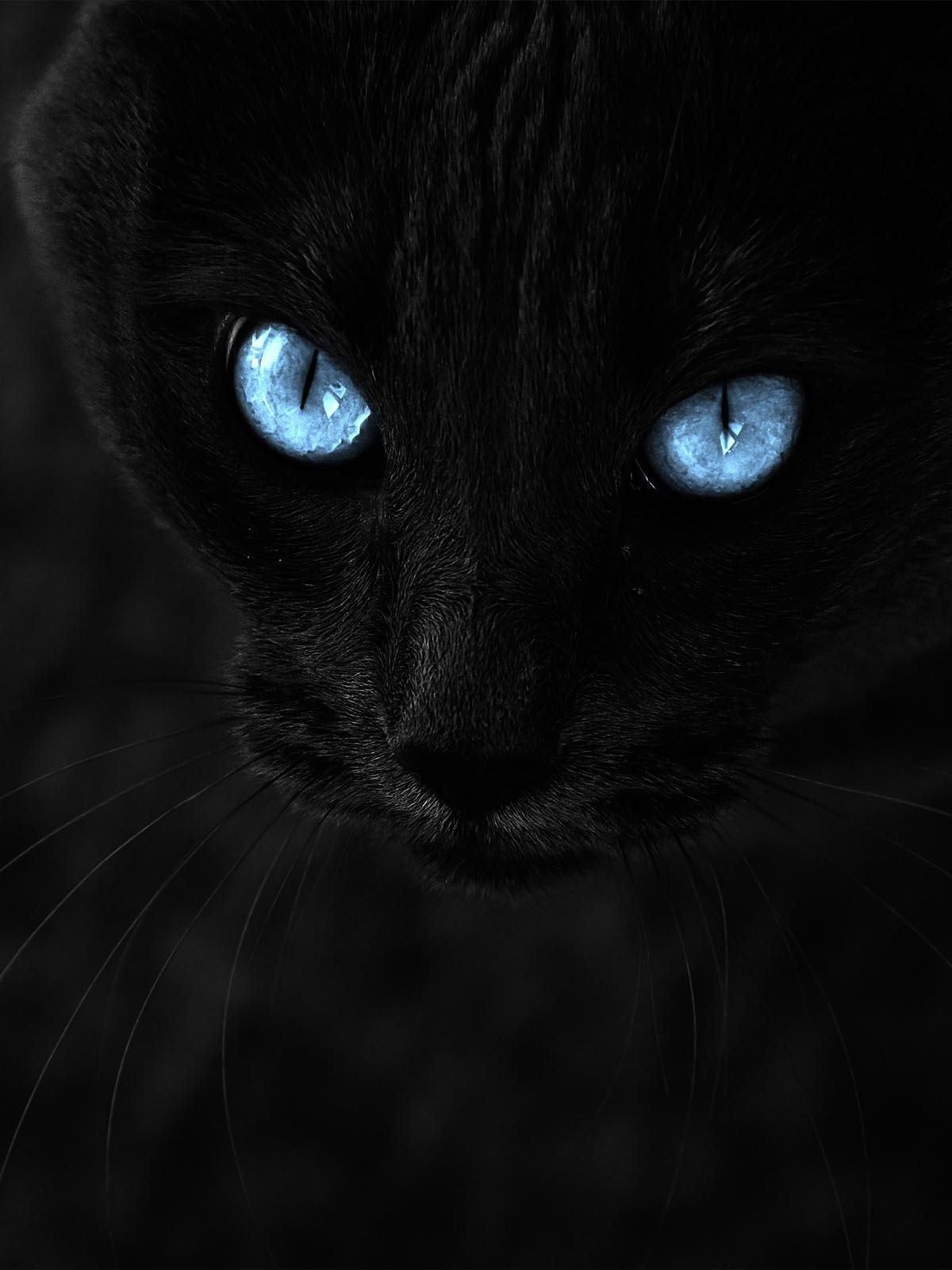 Black Cat With Blue Eyes Free 4K Ultra HD Mobile Wallpaper