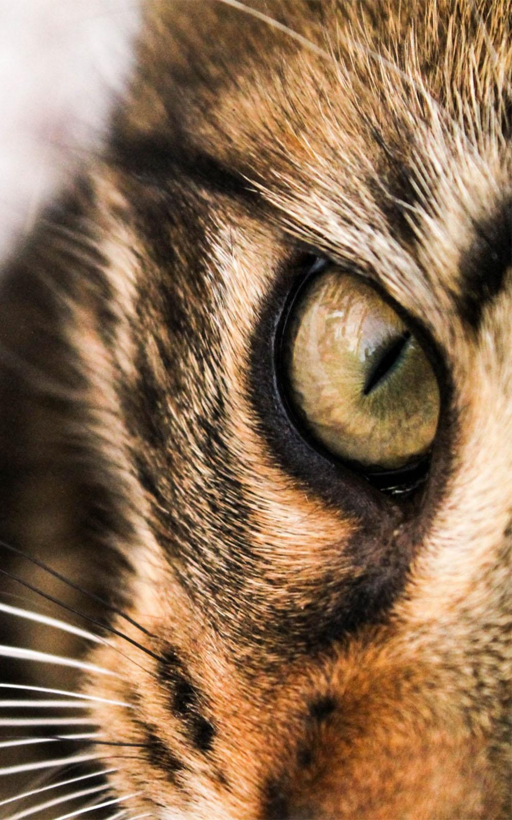 Staring Cat Eye Face Free HD Mobile Wallpaper