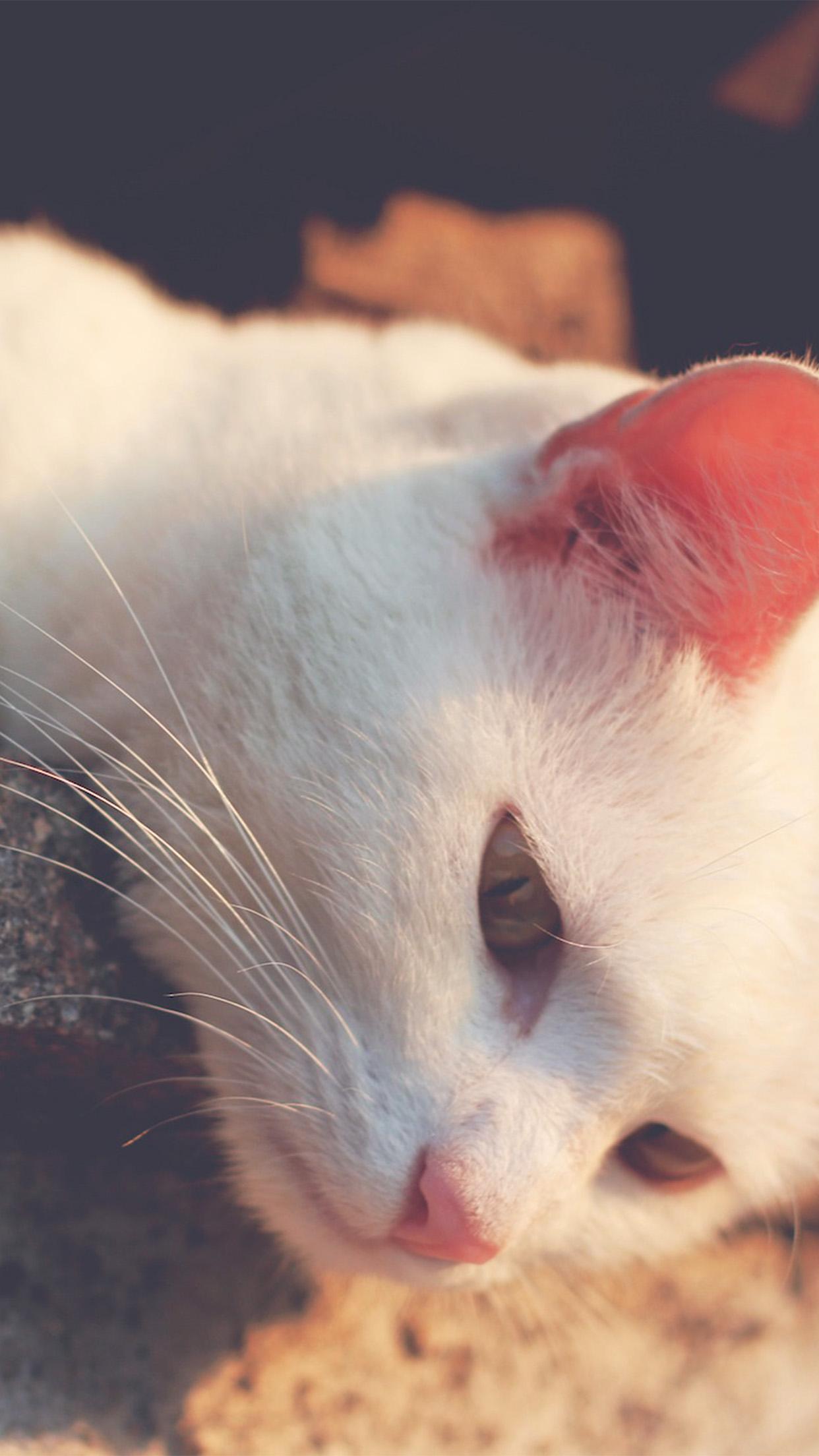 Cat Relaxing Animal Cute Android wallpaper HD