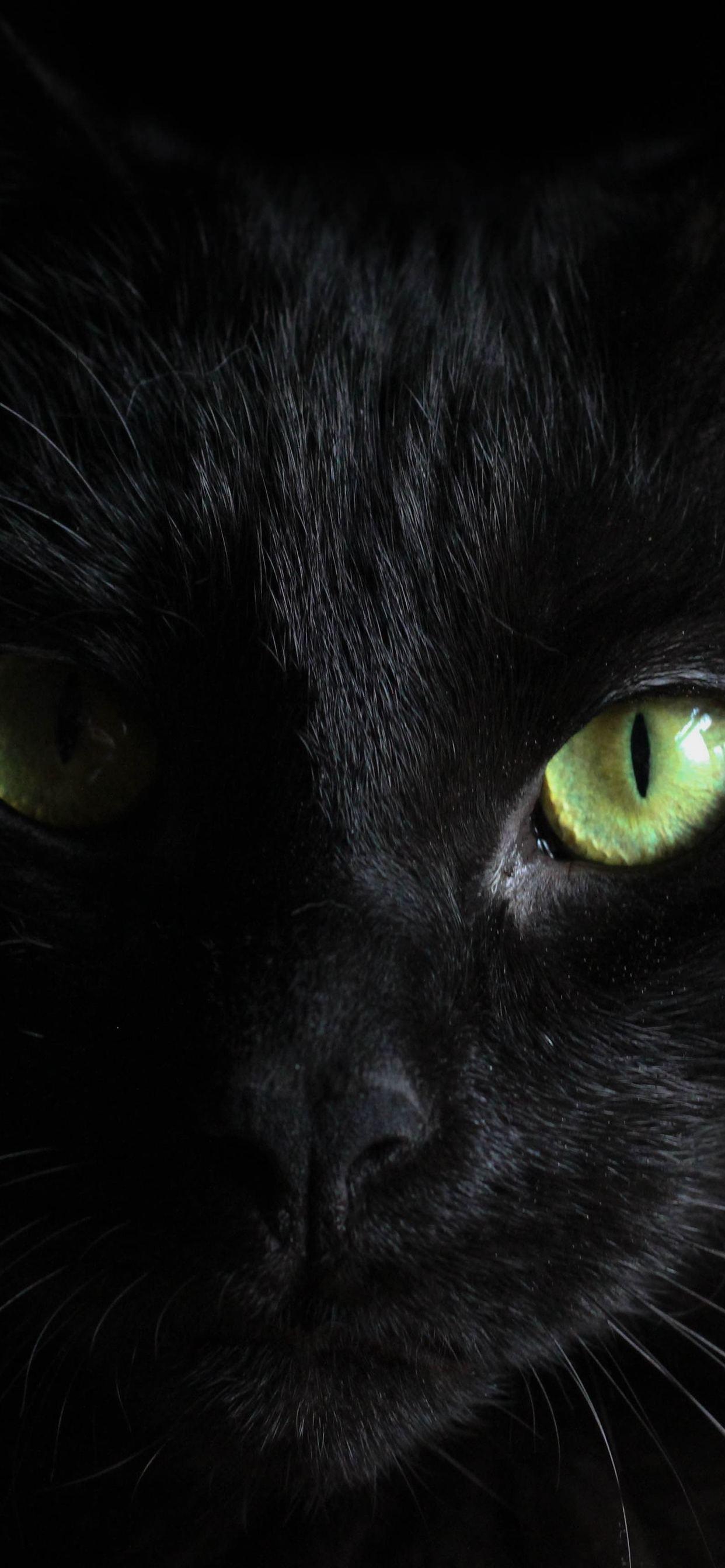 Black Cat Green Eyes iPhone XS MAX HD 4k
