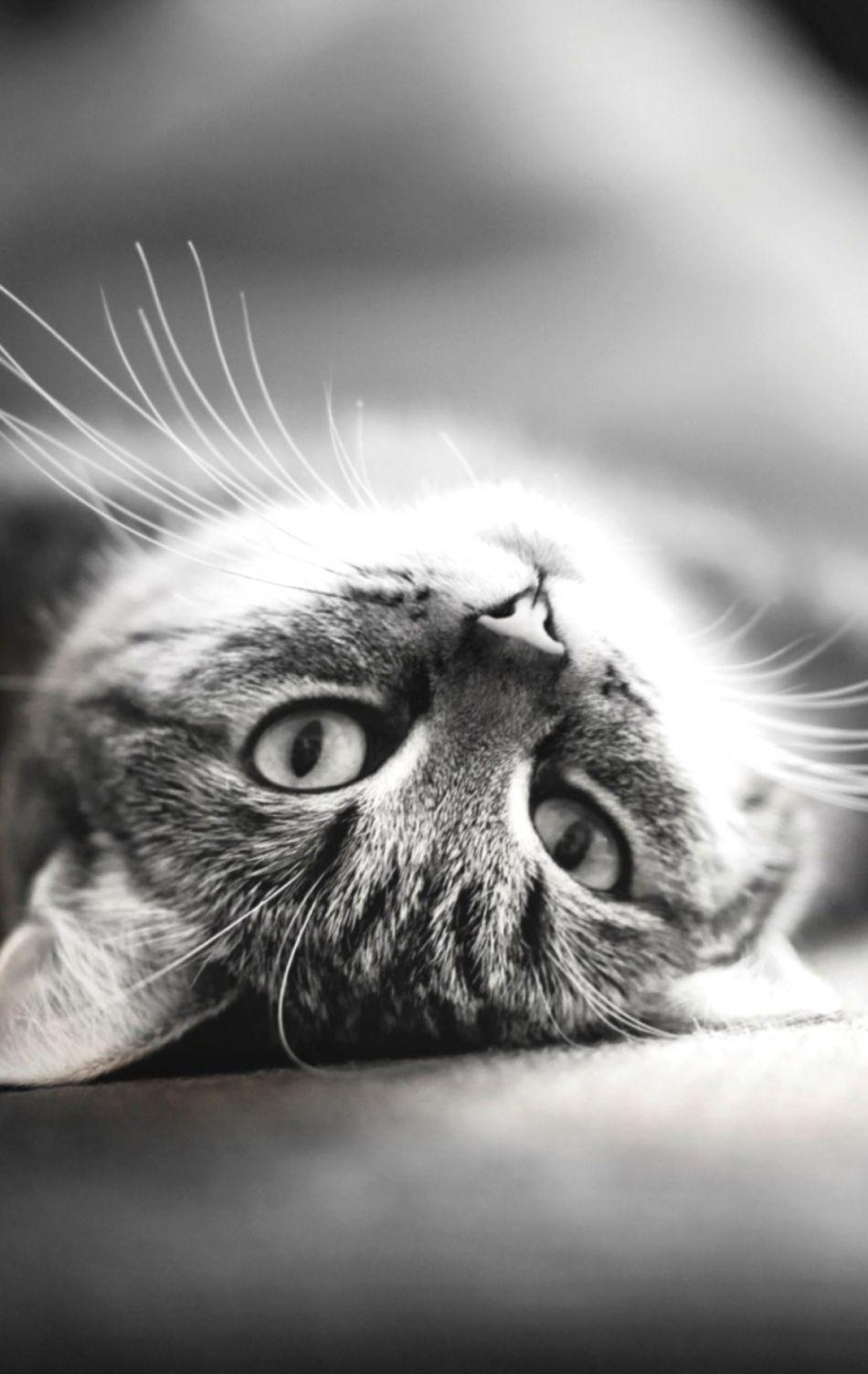 Picture Too Big For Android Wallpaper