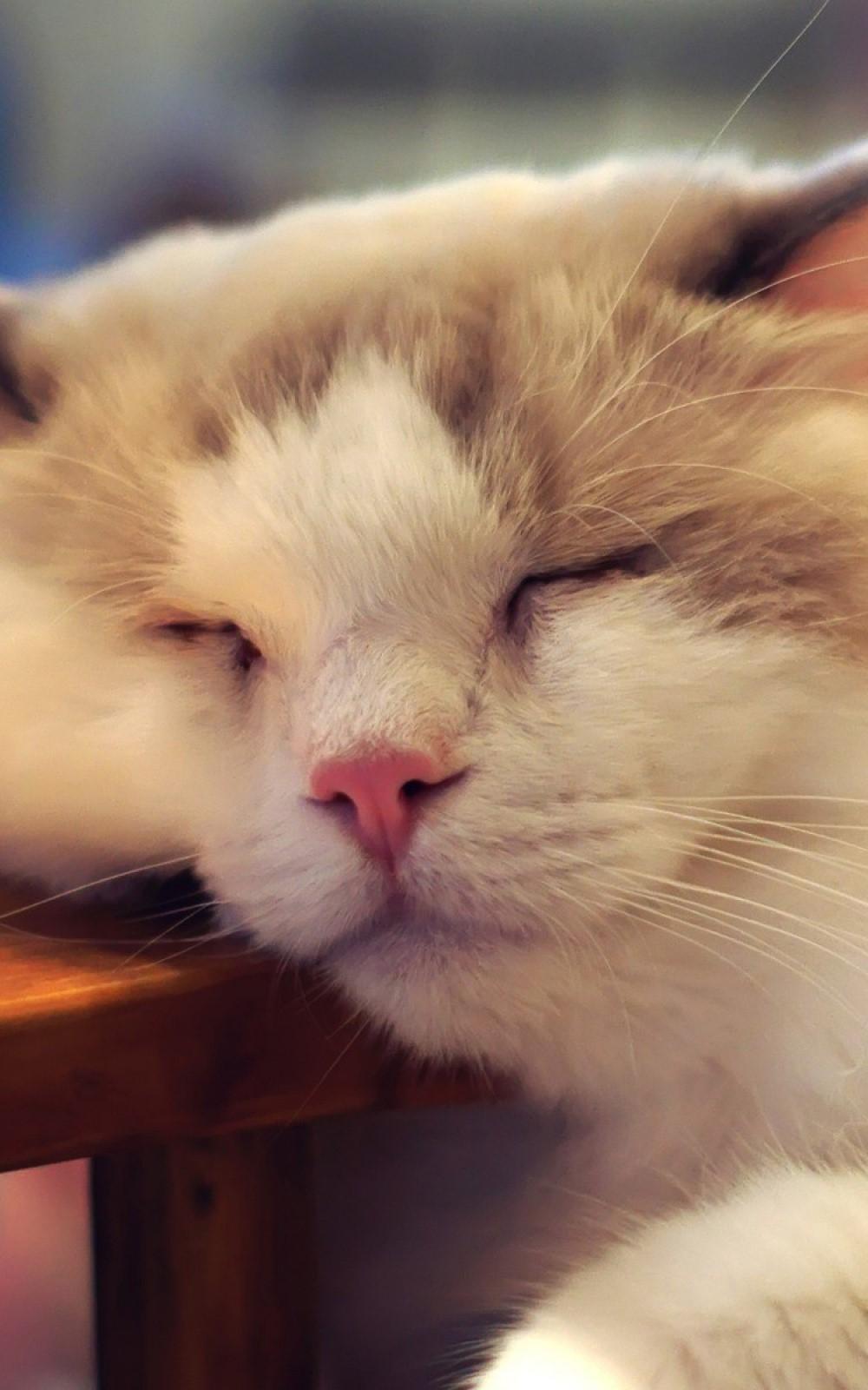 Cappuccino Cat Eyes Closed Android Wallpaper Whatsapp