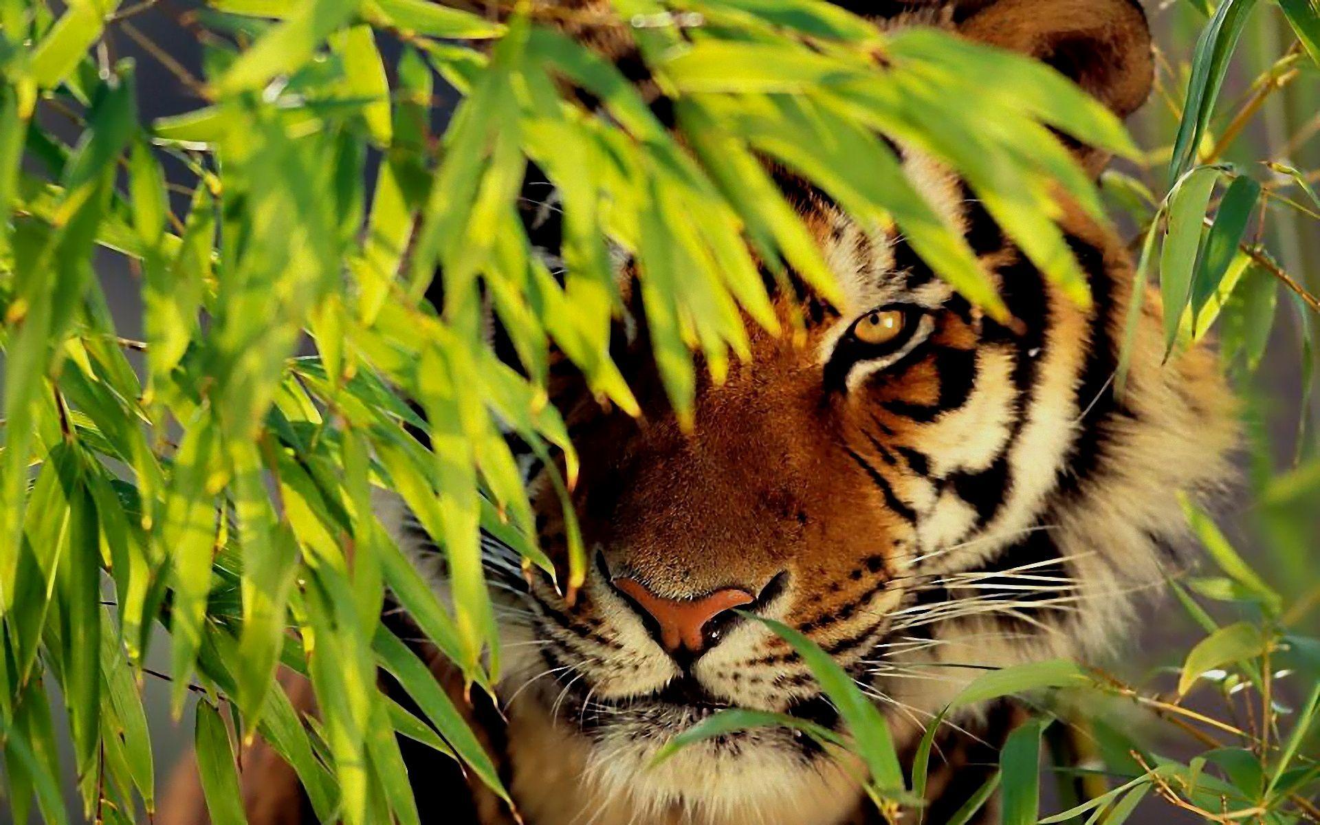 Beautiful Tiger Wallpaper Free Beautiful Tiger