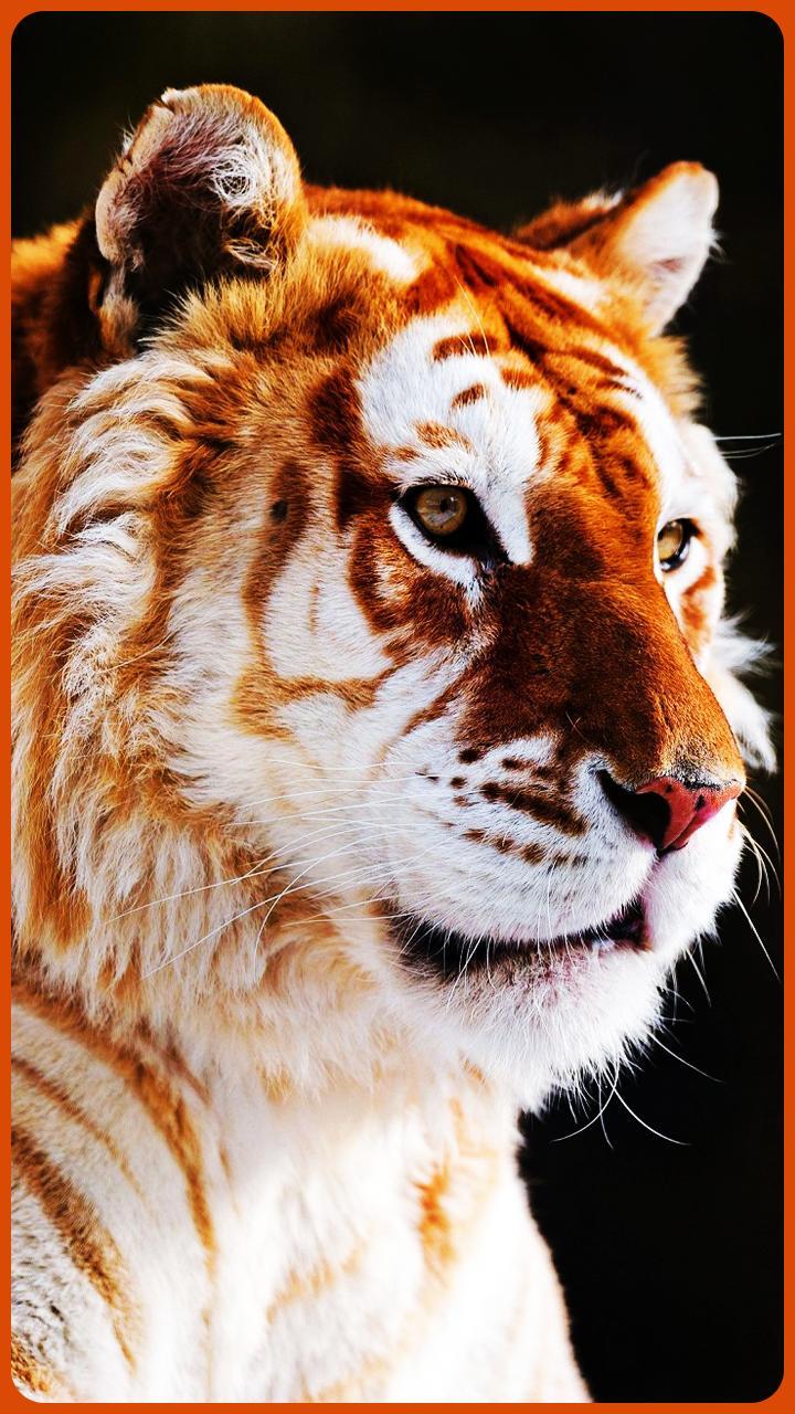 HD Beautiful Tiger Wallpaper for Android
