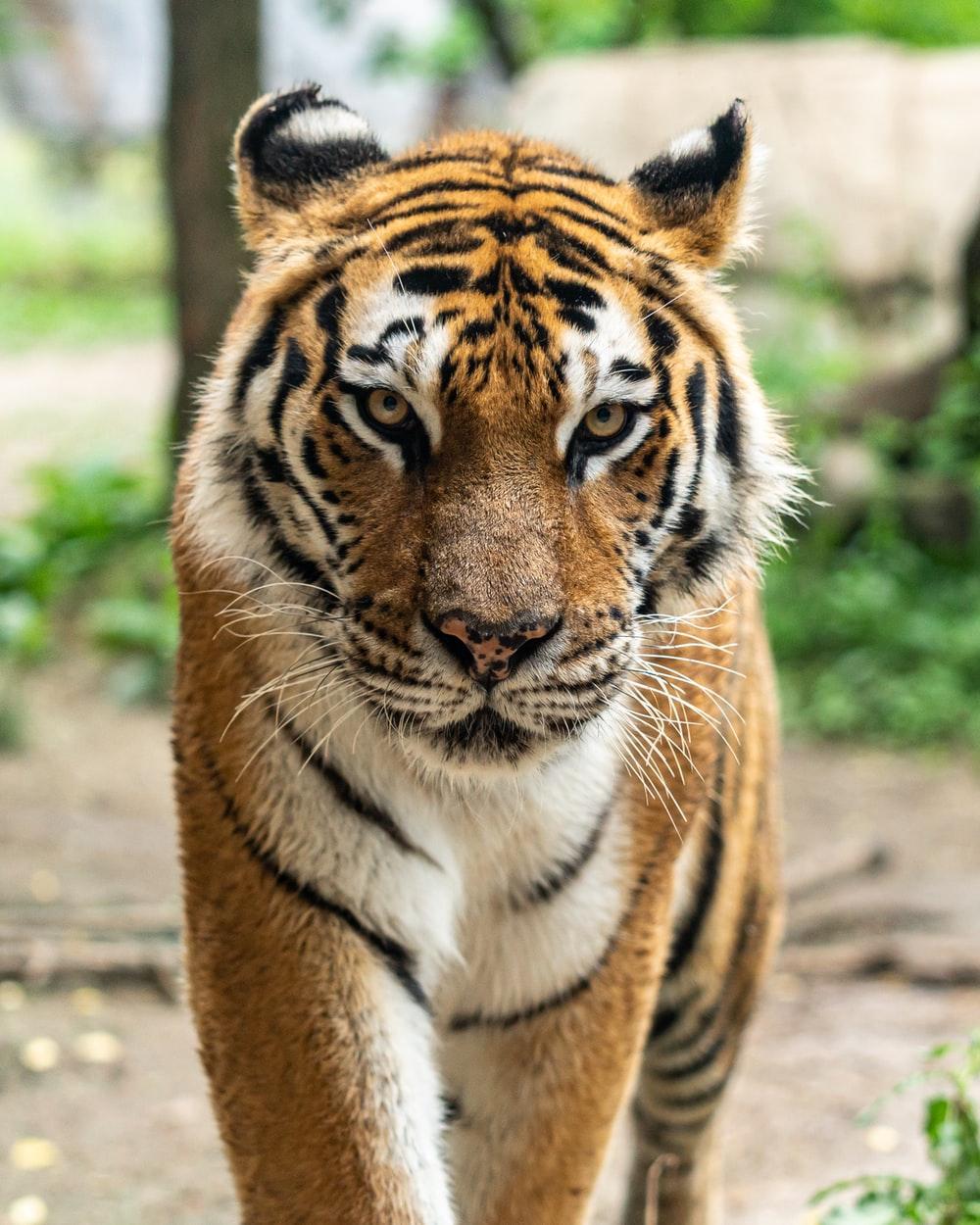 Tiger Image: Download HD Picture & Photo