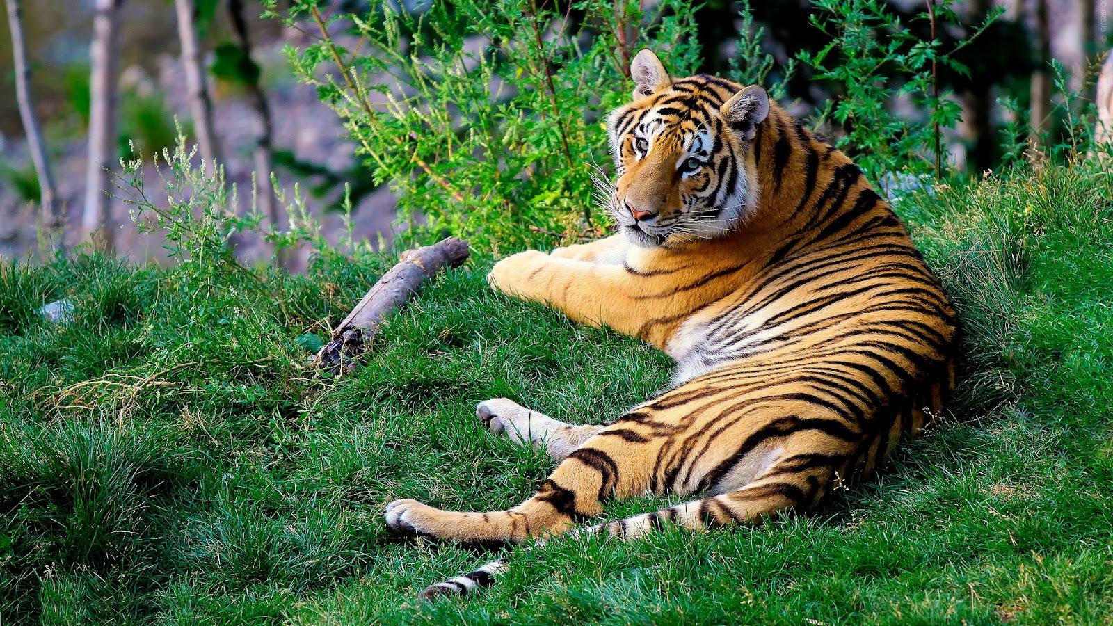 Most Beautiful Tiger Wallpaper