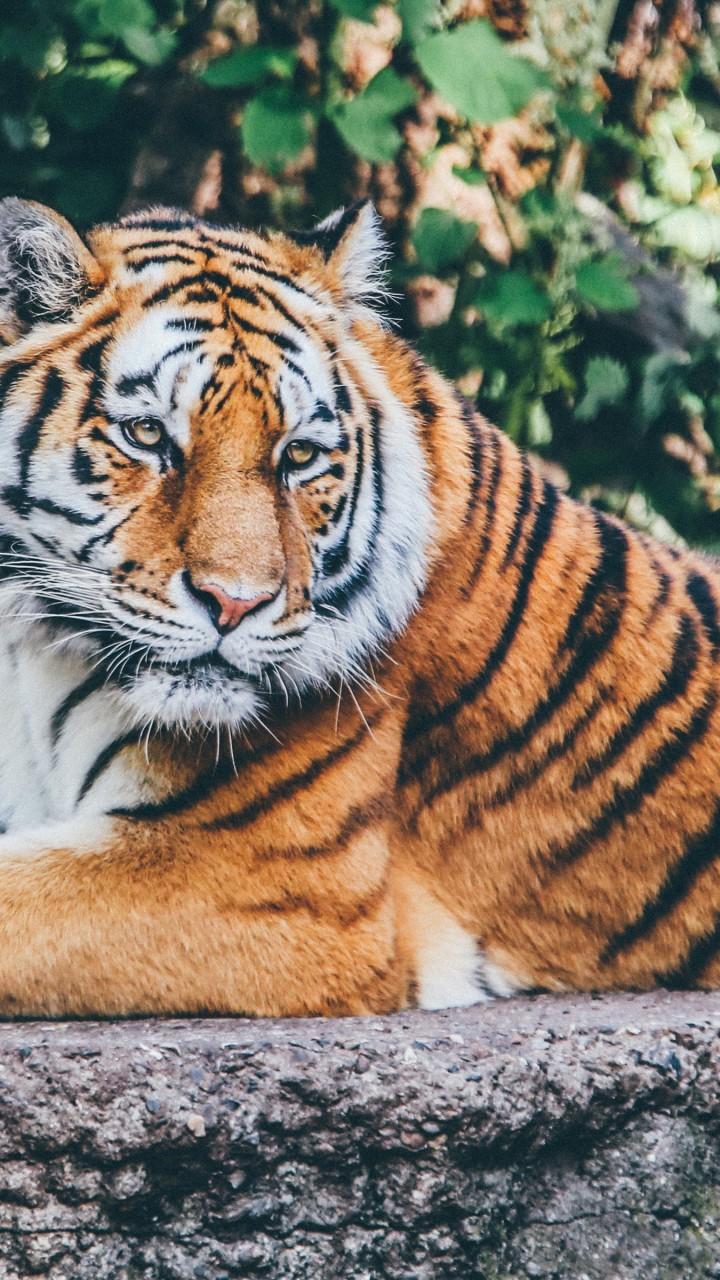 Download Beautiful Zoo Tiger Wallpaper in HD 720x1280