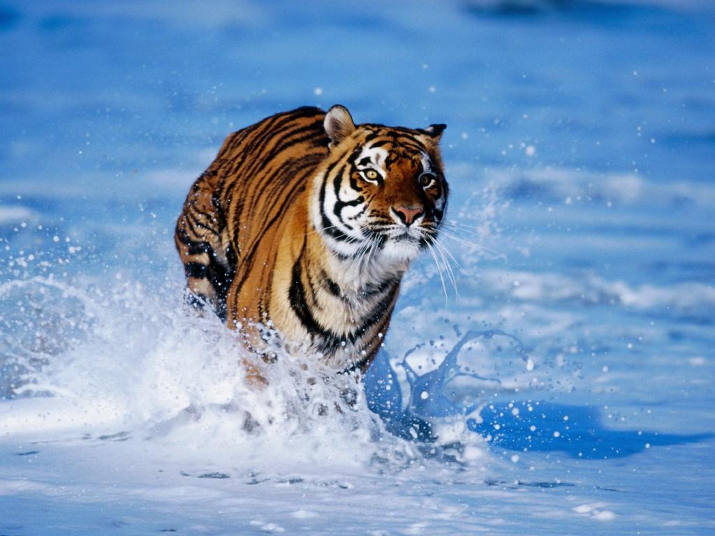 Free Beautiful Tiger HD Wallpaper