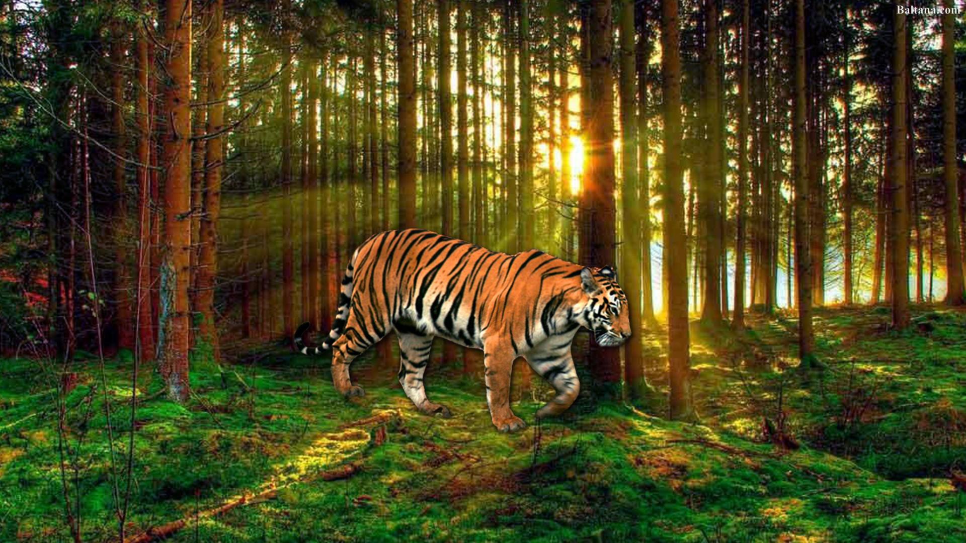 Tiger Wallpaper HD Pics Of Dehradun, HD
