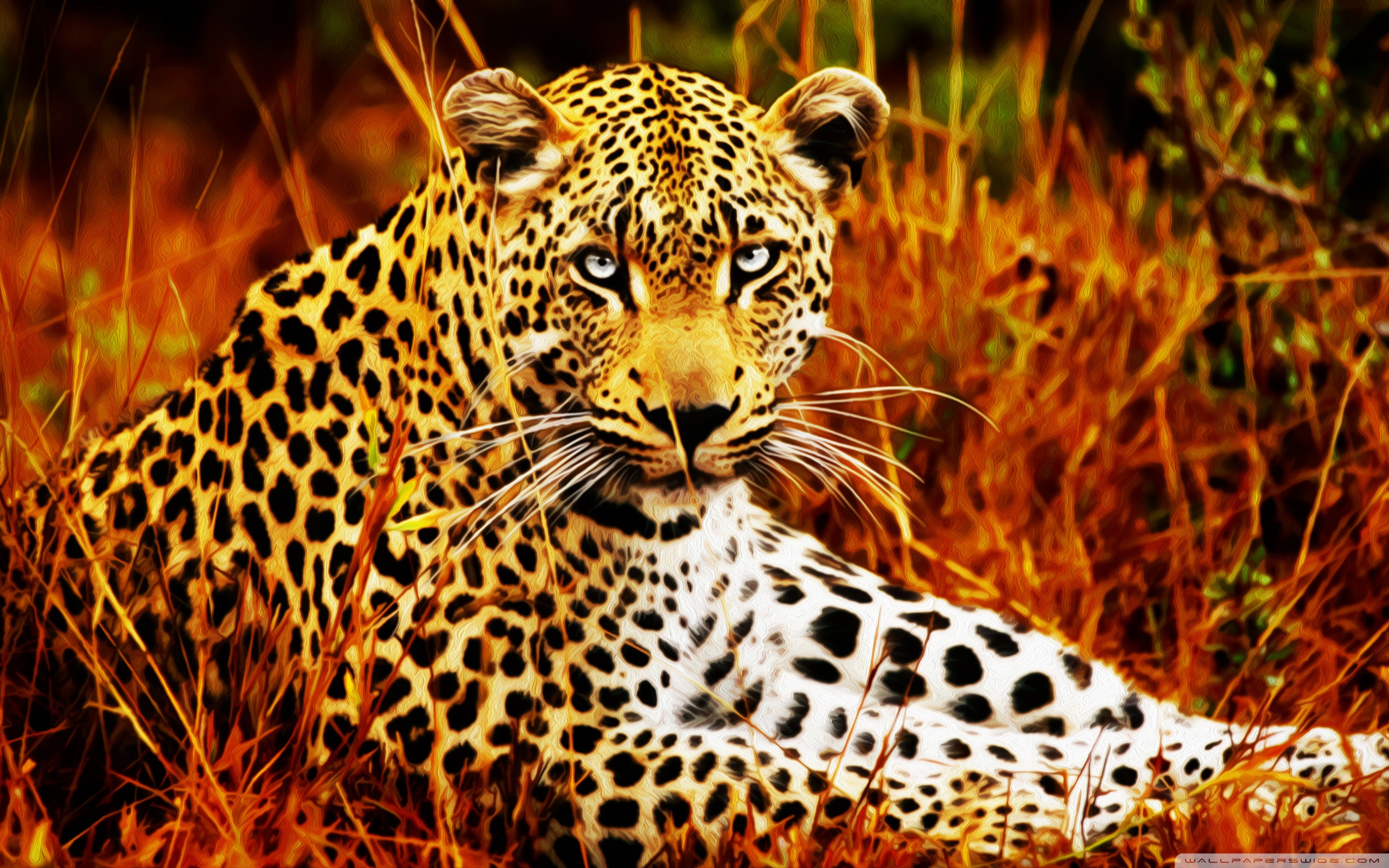 Beautiful Tiger Desktop Wallpaper