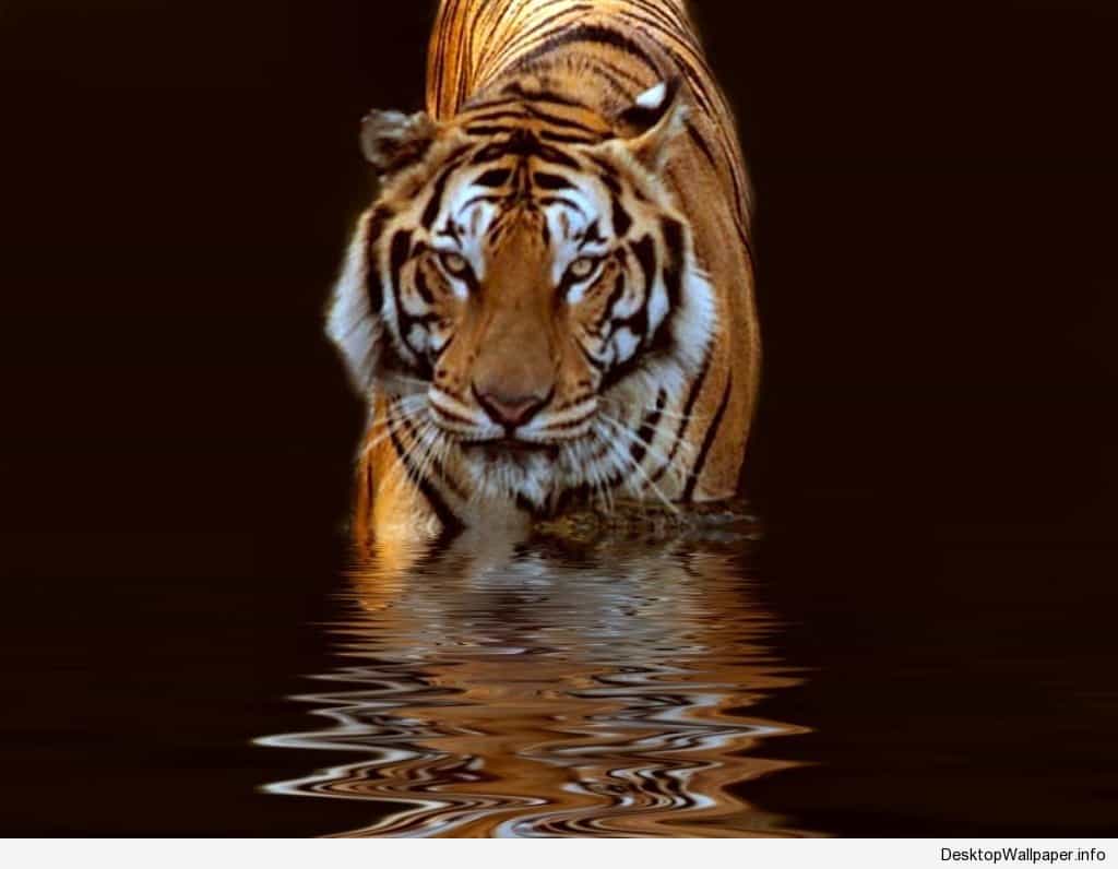 Tiger wallpaper HD Gallery. Beautiful and Interesting Image