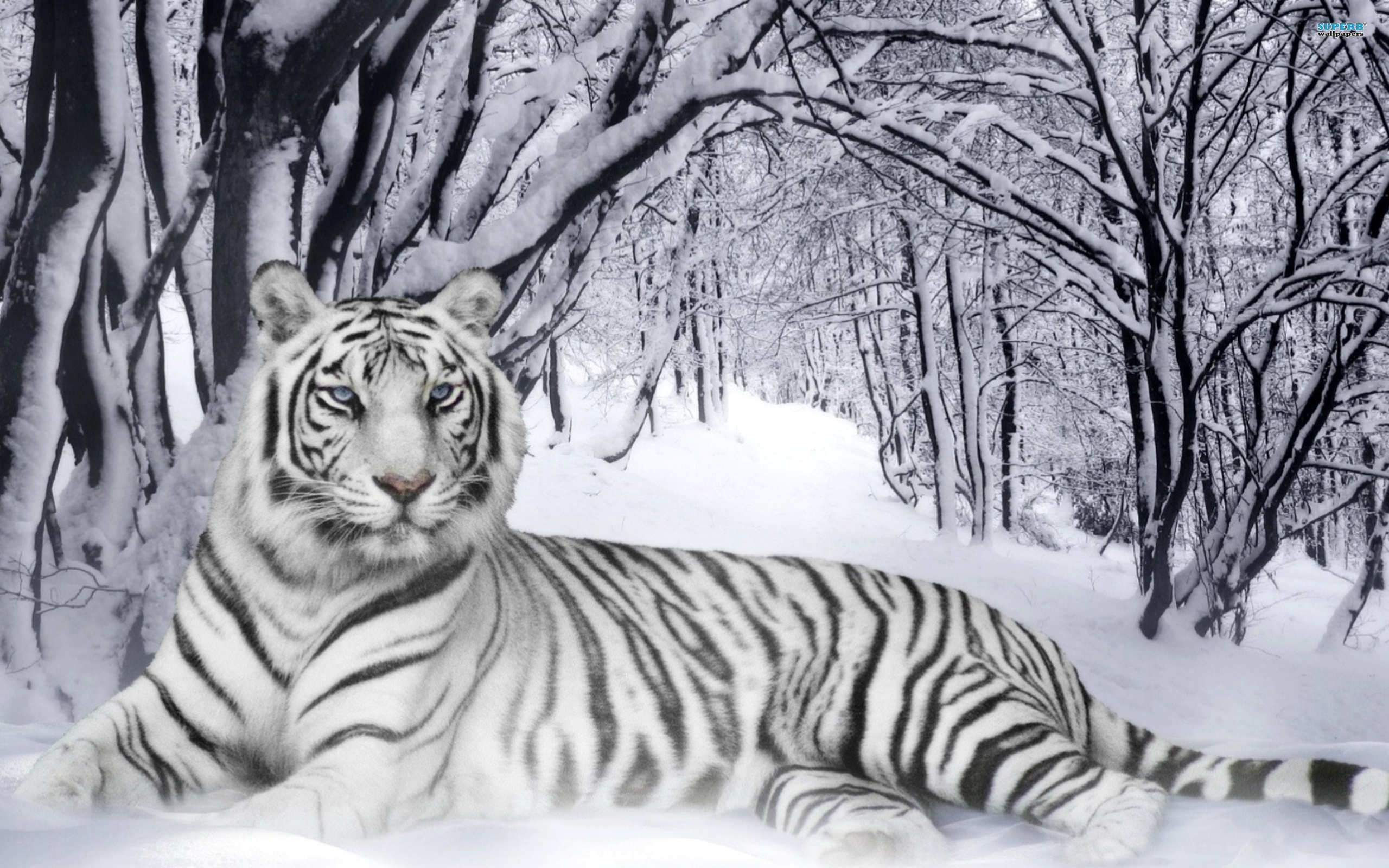 Beautiful White Tiger wallpaperx1600