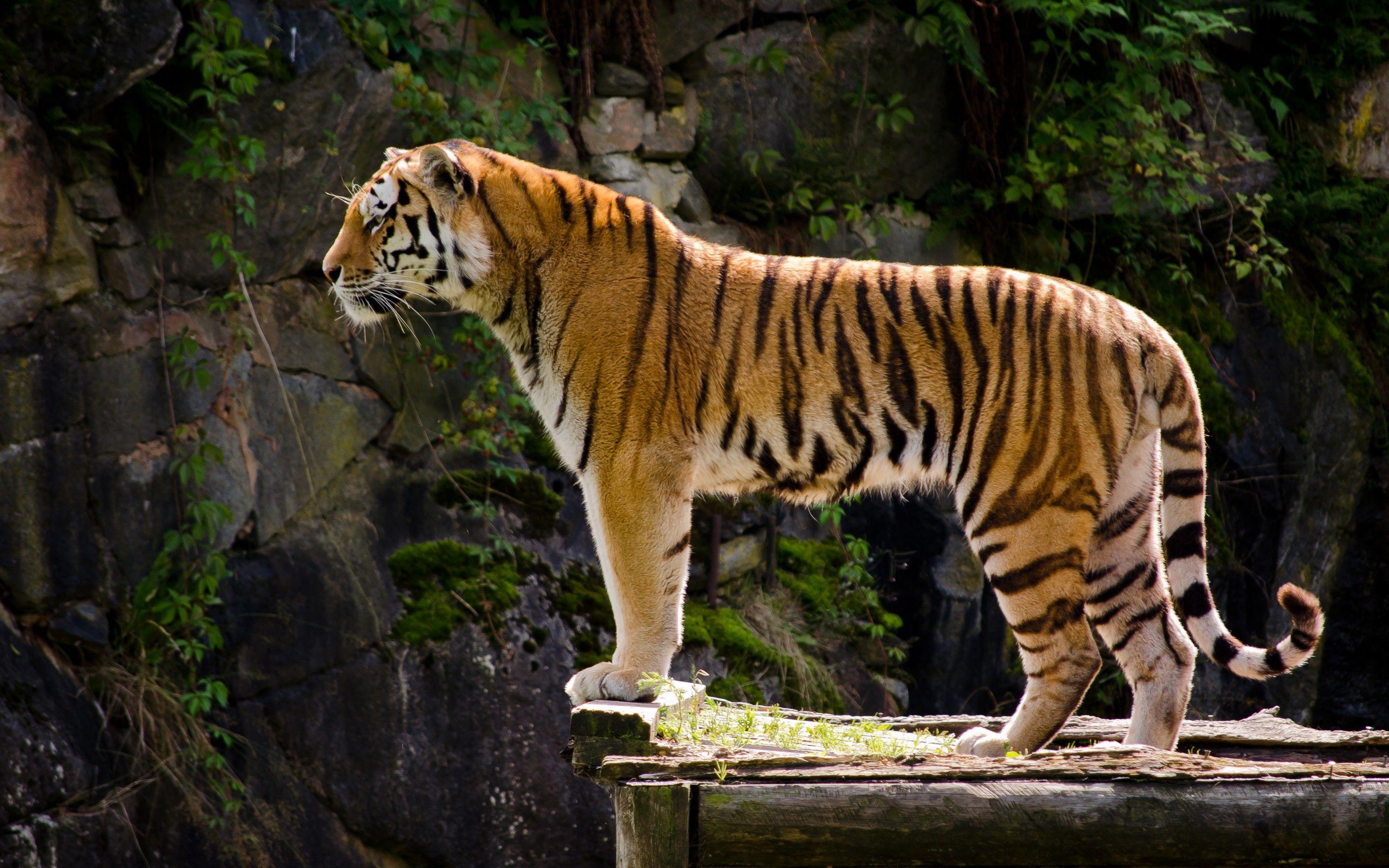 Tiger Wallpaper Background Image. View, download