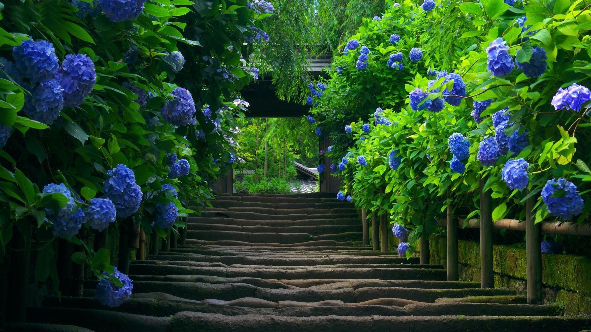 Blue Hydgendra. Secret garden. Beautiful nature wallpaper