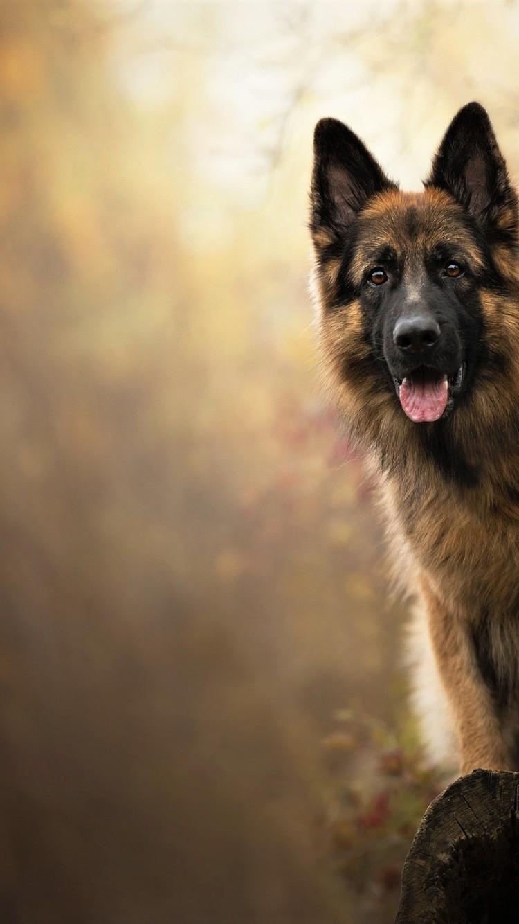 Download 750x1334 German Shepherd, Dogs Wallpaper