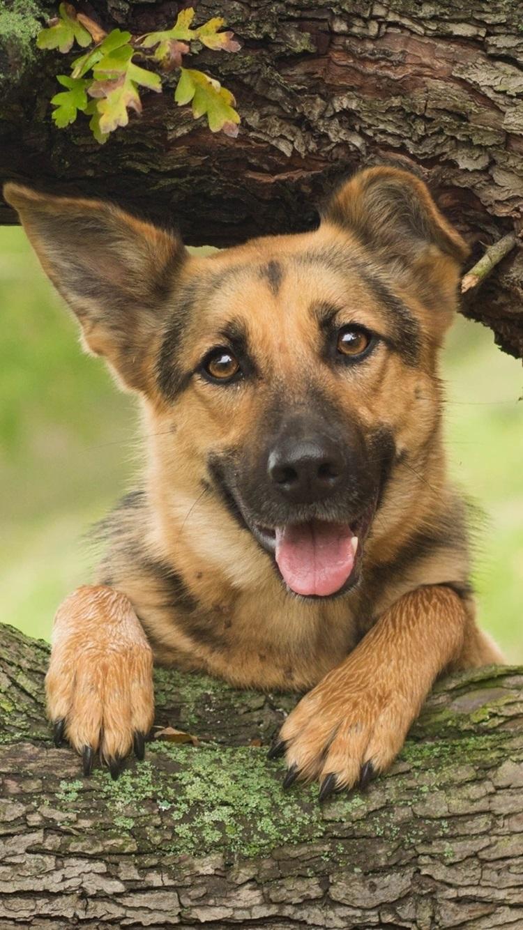 German Shepherd, Dog, Wood, Tree 750x1334 IPhone 8 7 6 6S