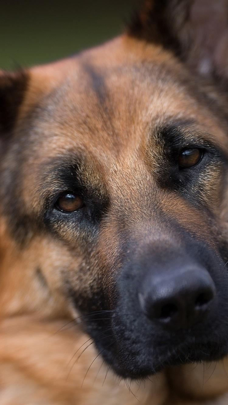 German Shepherd, Dog, Face, Portrait 750x1334 IPhone 8 7 6