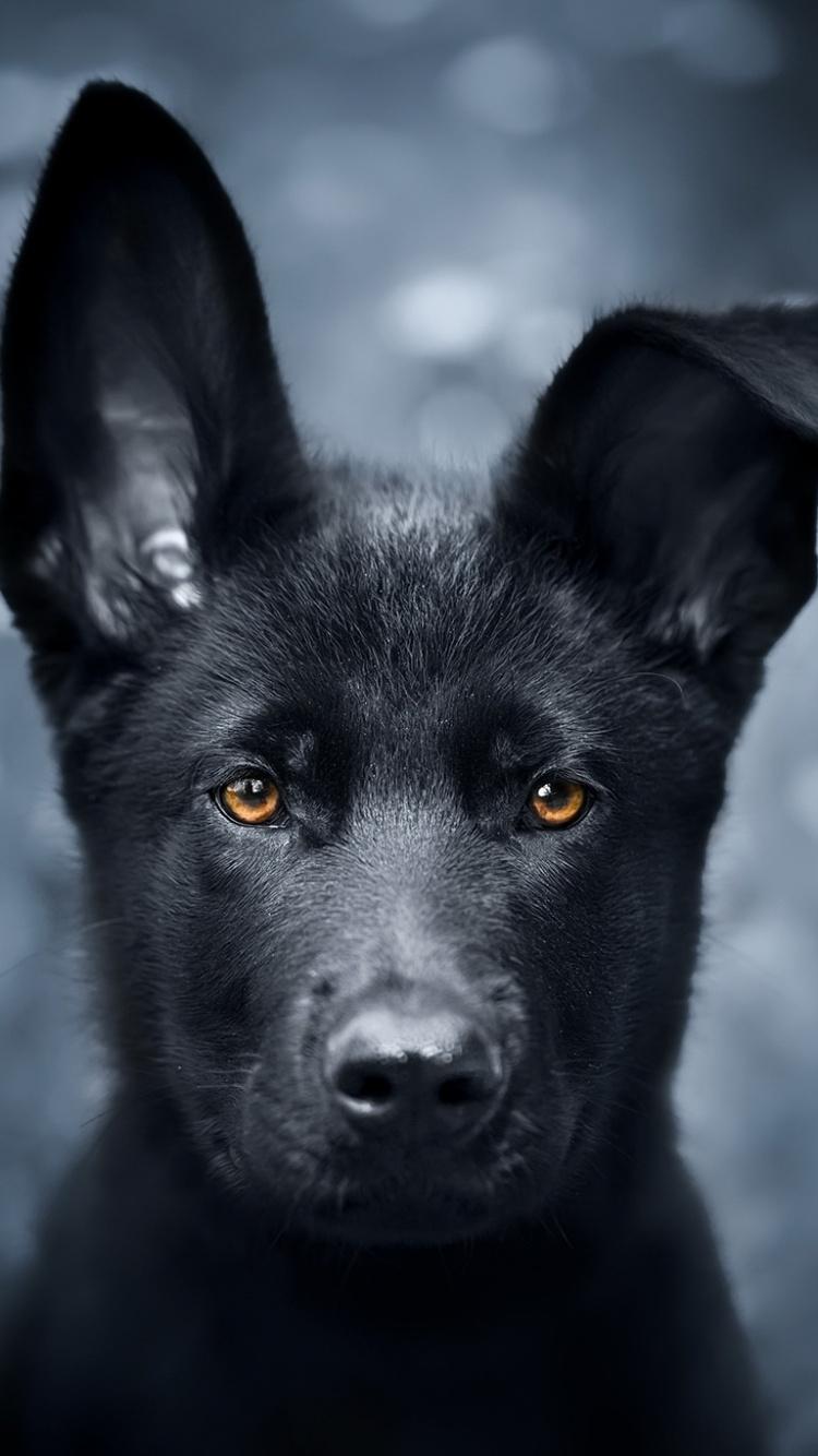 Download 750x1334 wallpaper pet, black puppy, german