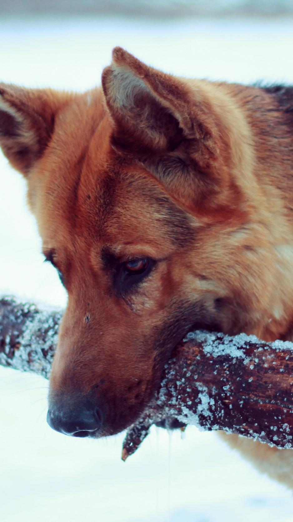 Download wallpaper 938x1668 snow, dog, german shepherd